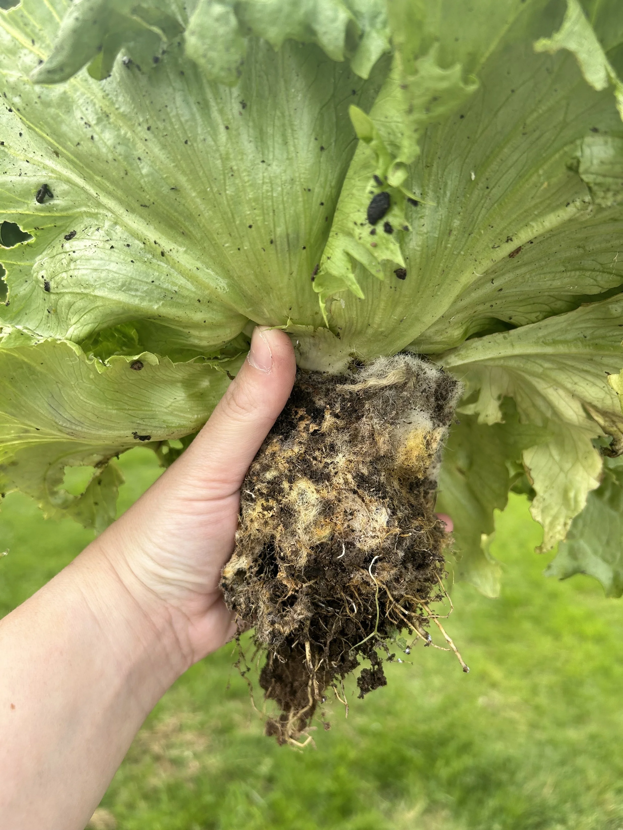 A person holding a bunch of freshly dug lettuce with roots and soil attached, outdoors with a grassy background.