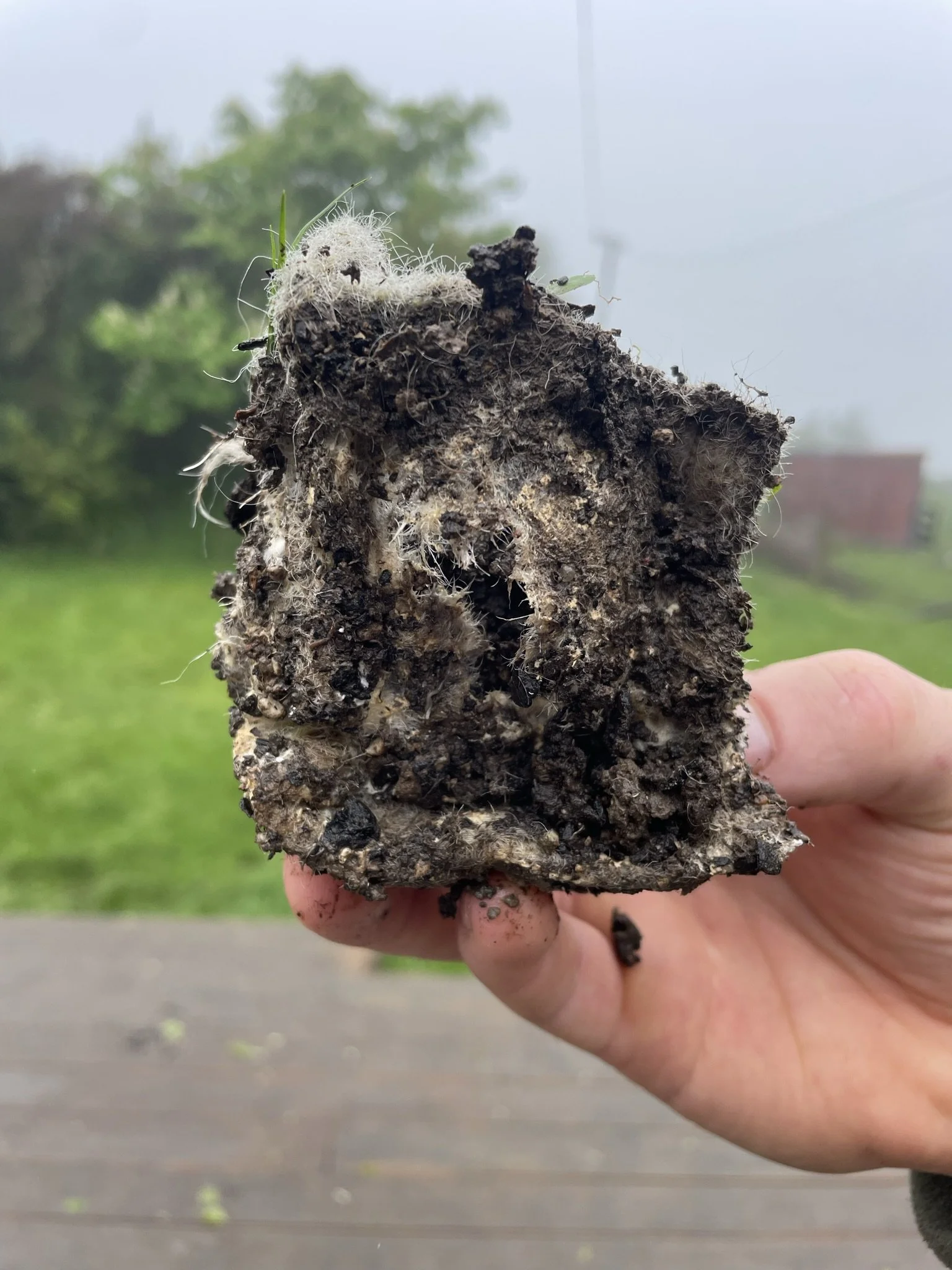 Person holding a muddy piece of soil or compost with roots and small plants.