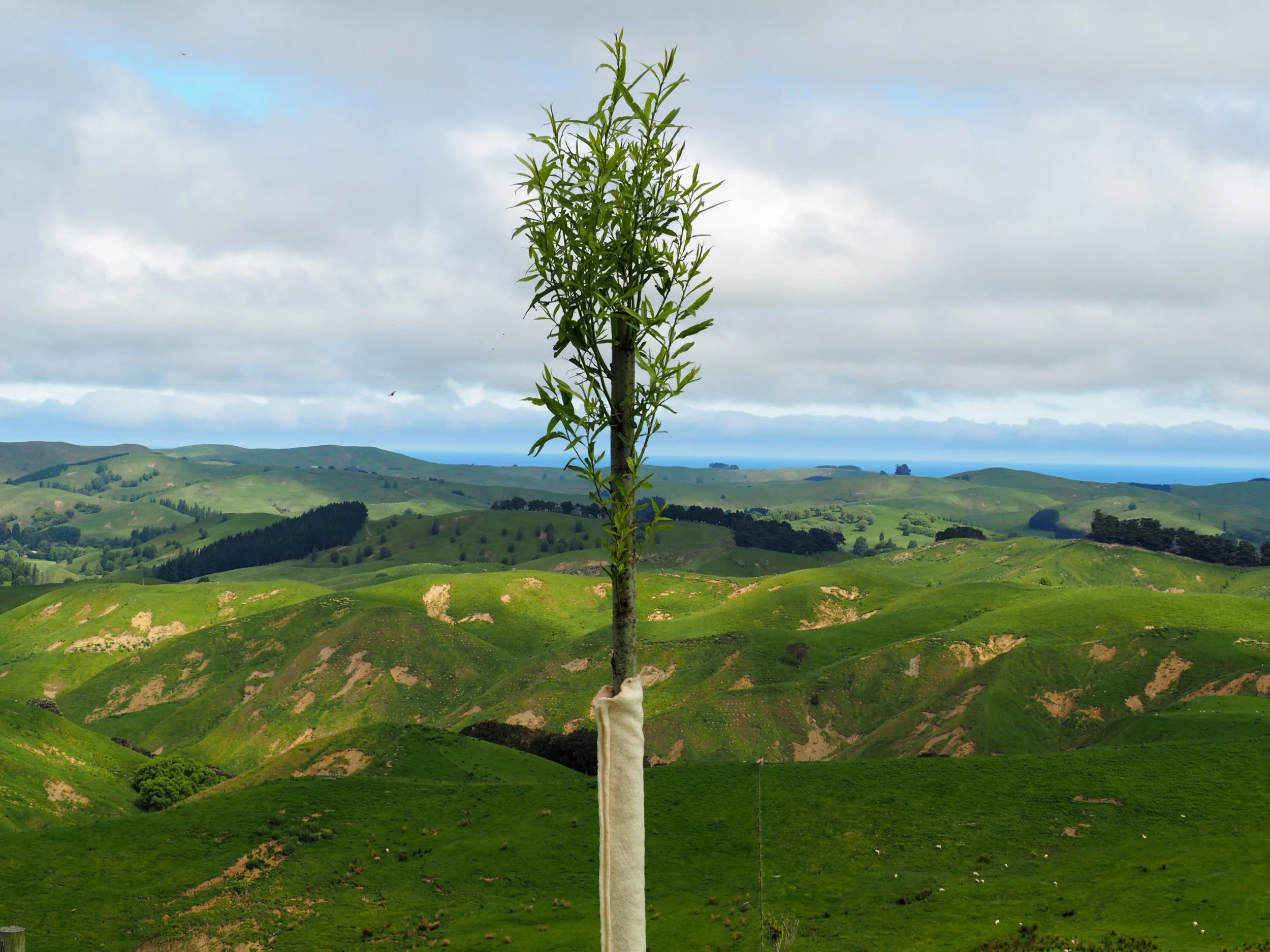 A young tree with green leaves growing in a valley surrounded by rolling hills covered with grass and patches of trees under a partly cloudy sky.