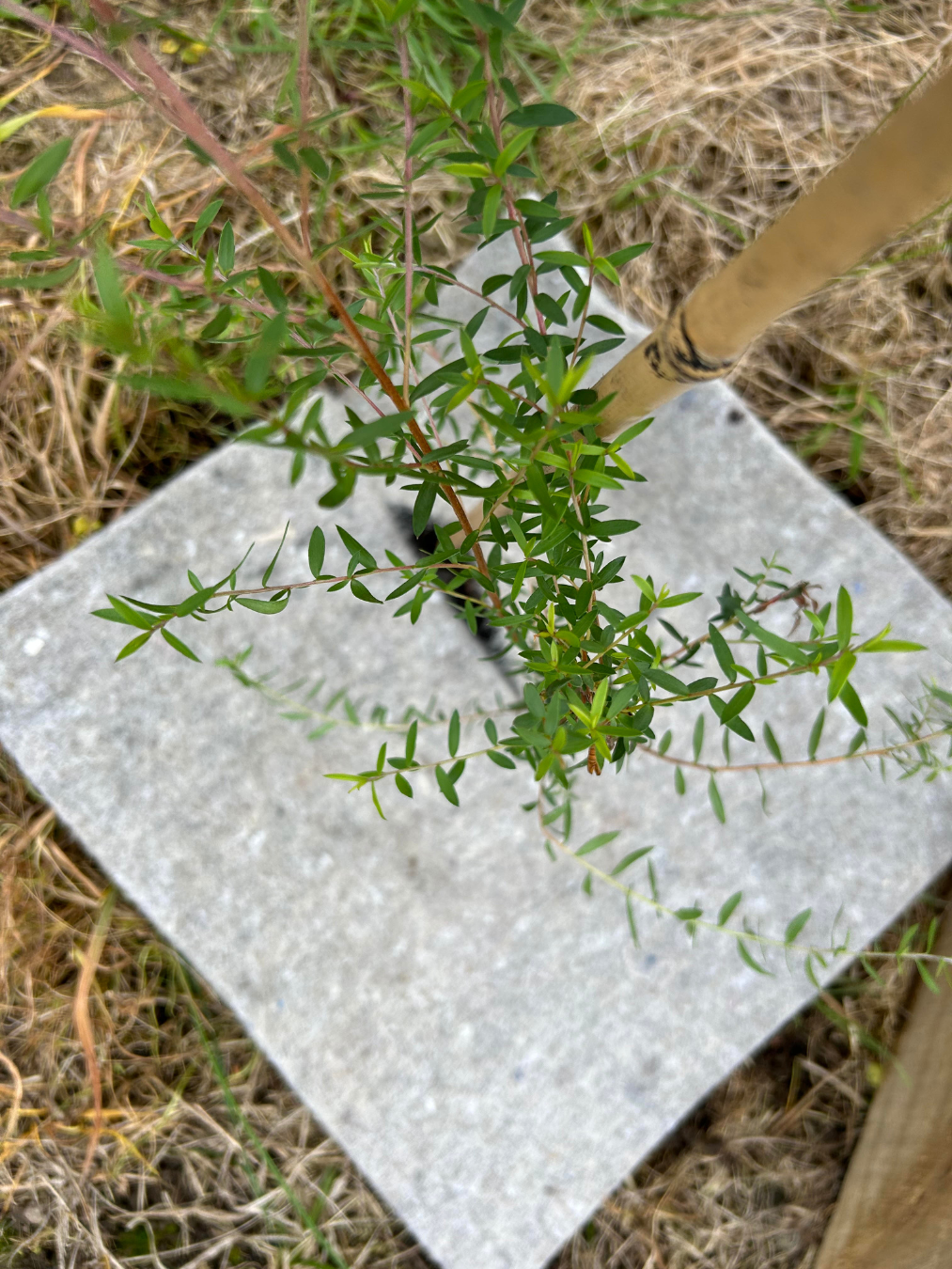 Close-up of a small green plant with thin, elongated leaves growing in soil with a wool weed mat