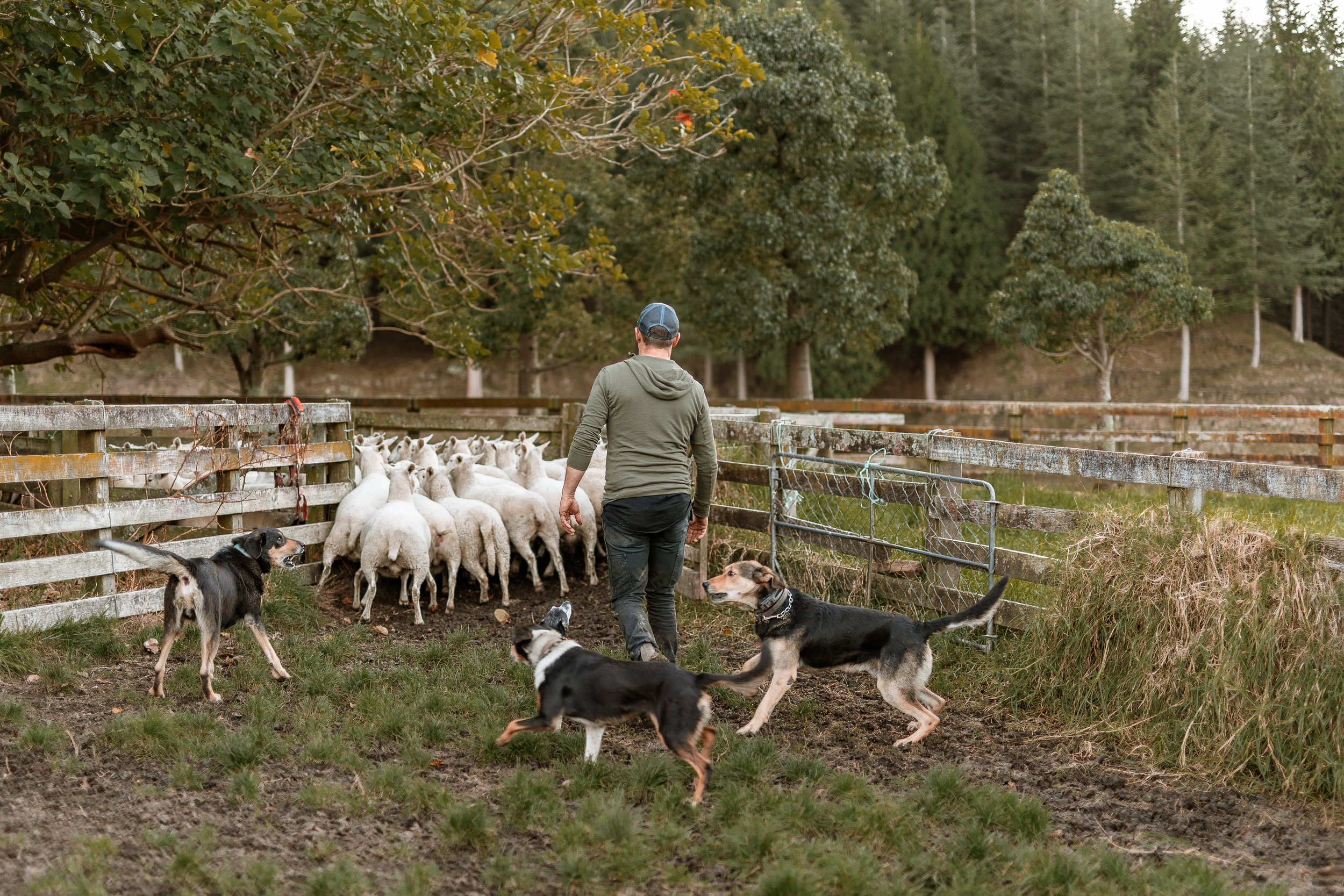 A person walking through a farmyard with sheep and dogs, surrounded by trees and a wooden fence.