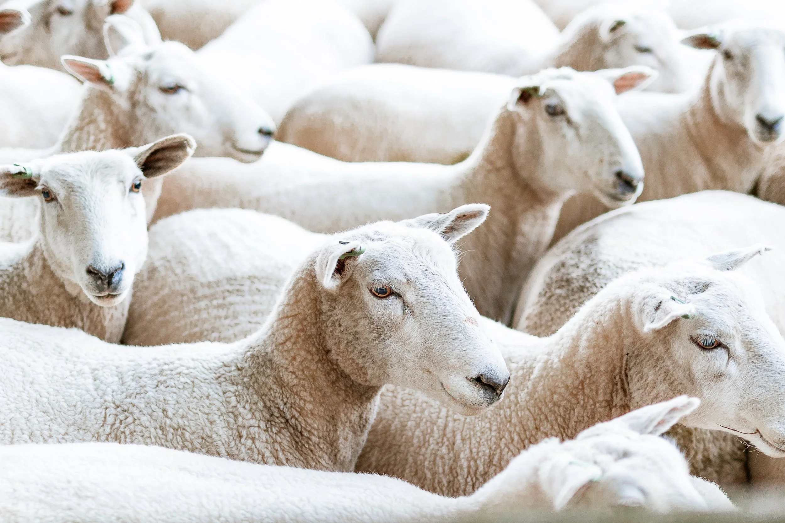 A group of white sheep with curly wool, some with light brown faces, closely gathered together.