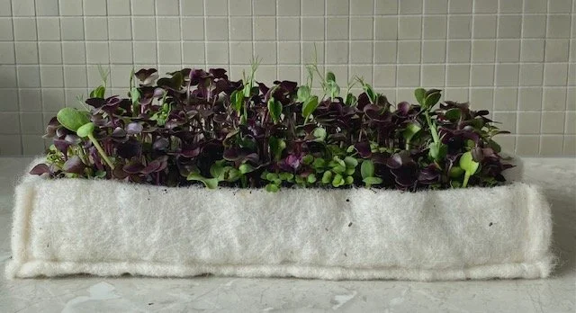 Wool Microgreens Tray
