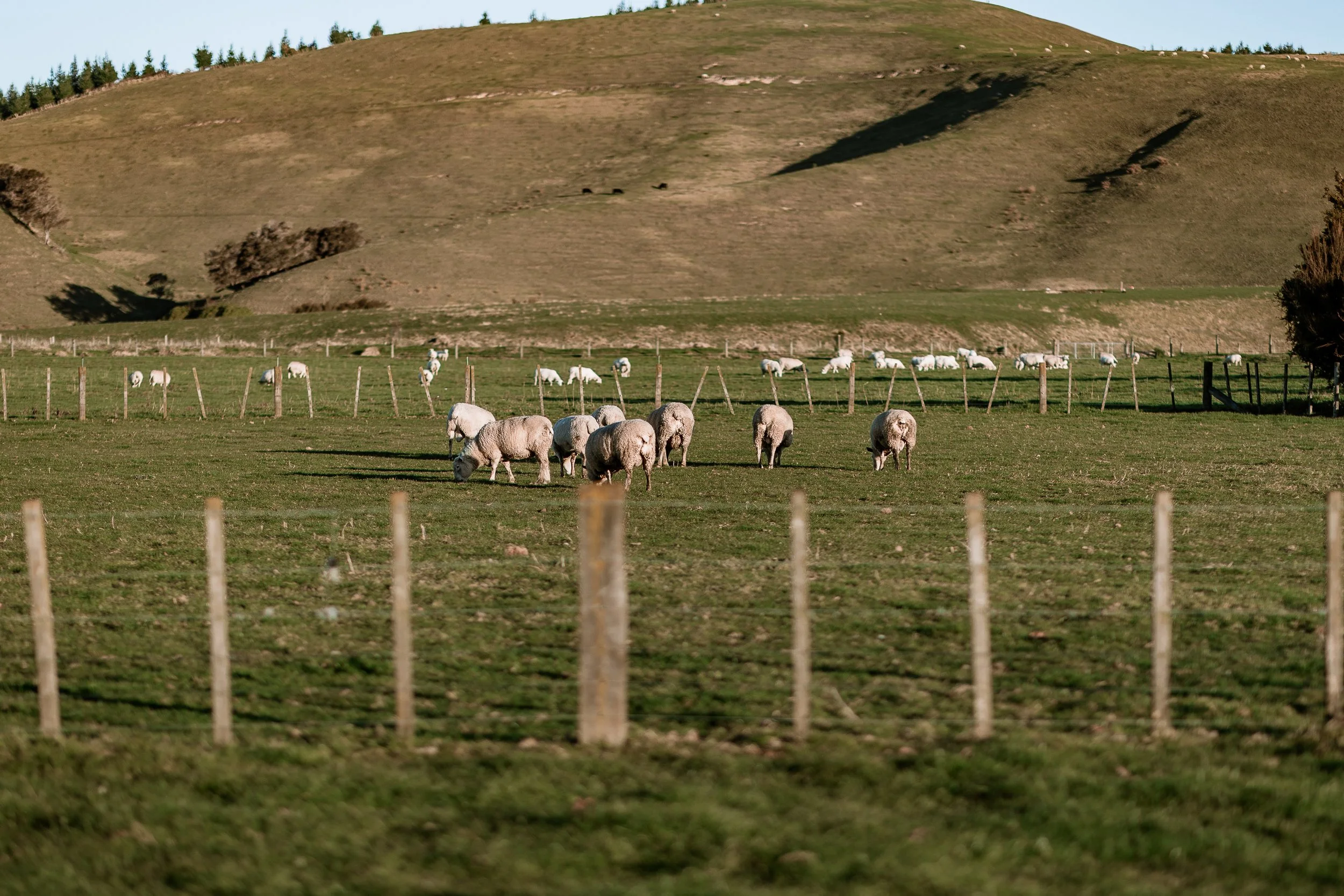 A pasture with sheep grazing, surrounded by a wooden fence, with a large grassy hill in the background.