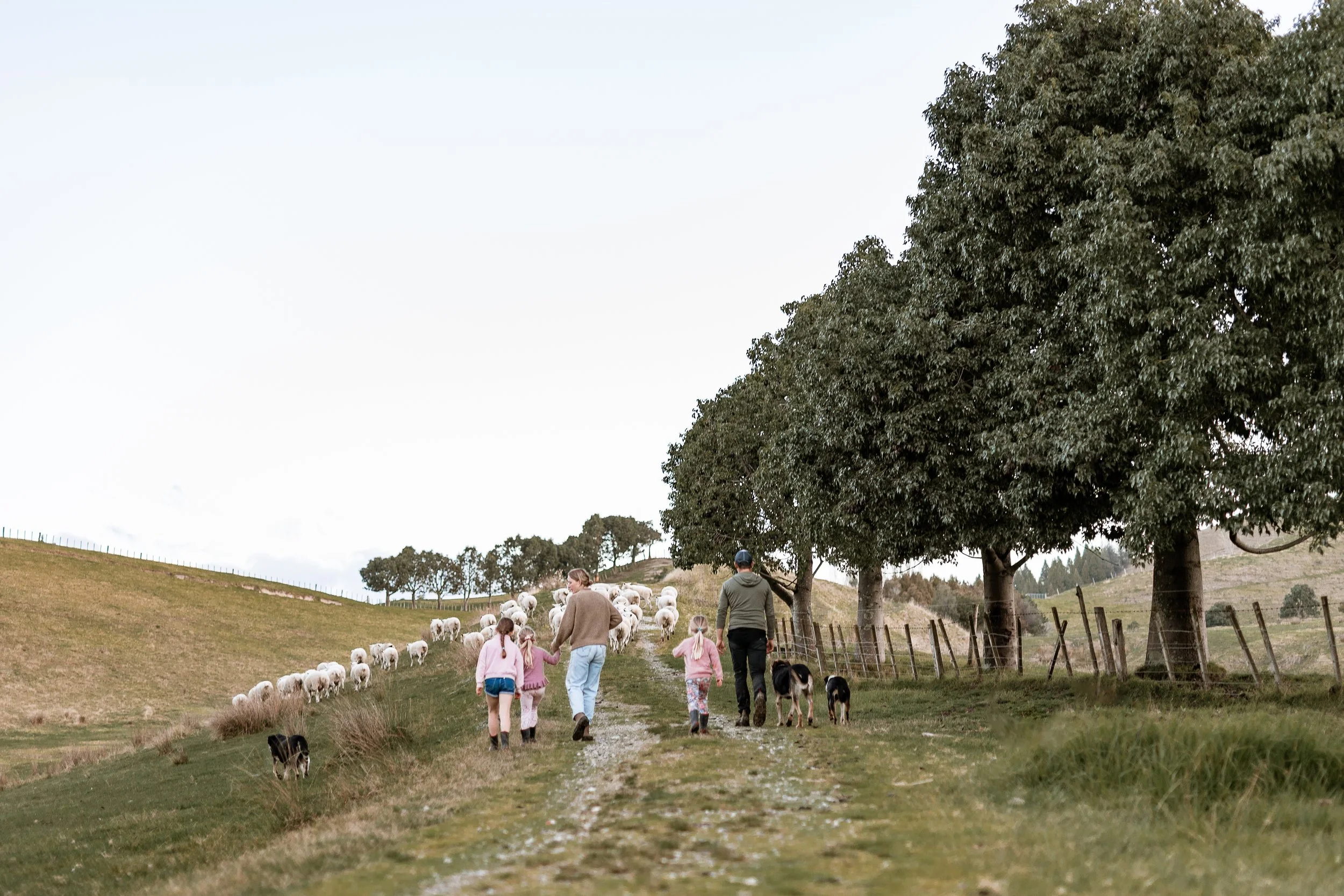 People walking along a hill path with sheep and dogs, surrounded by green trees and open grassy fields on a rural farm landscape.