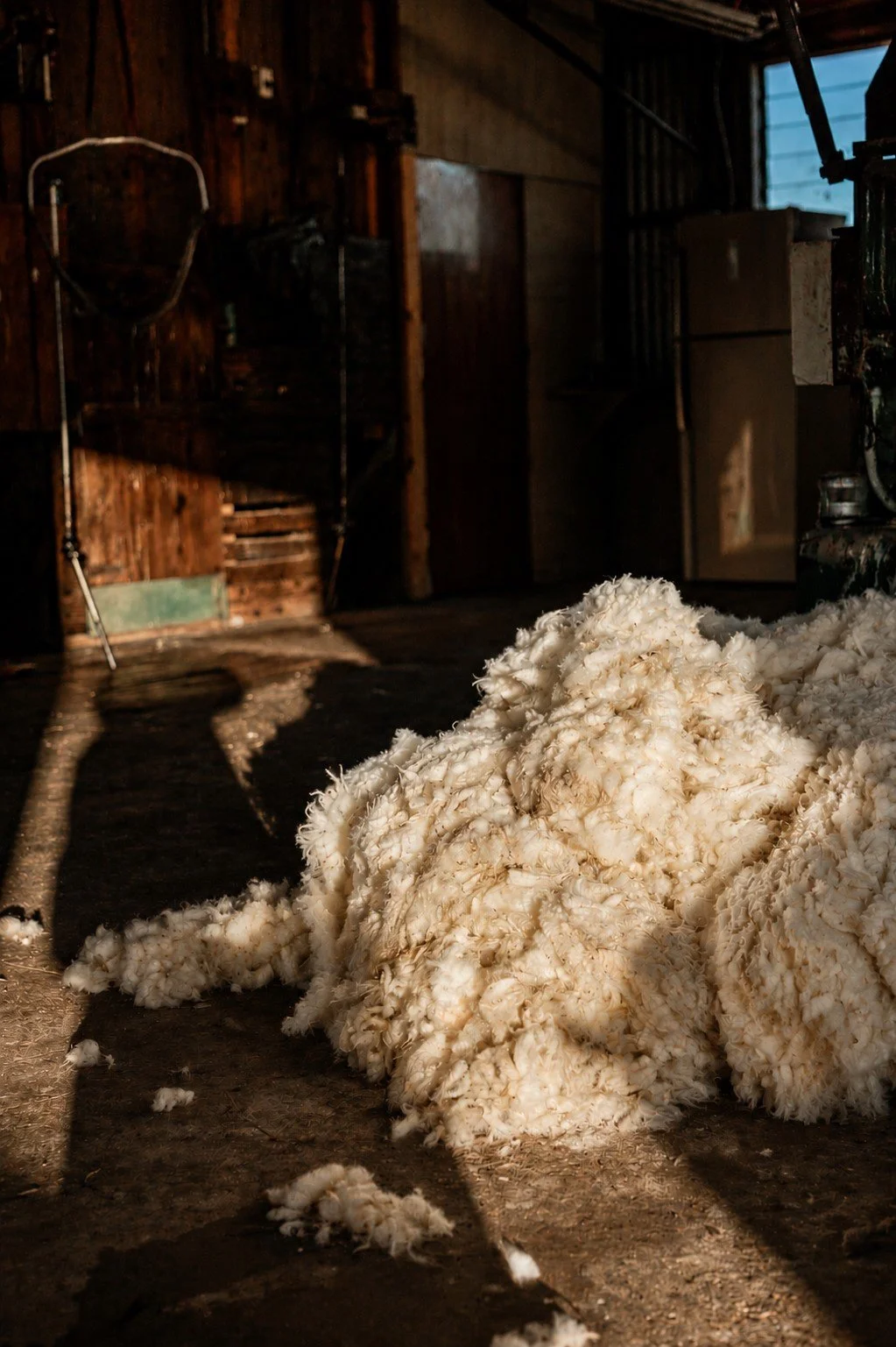 raw wool in shearing shed