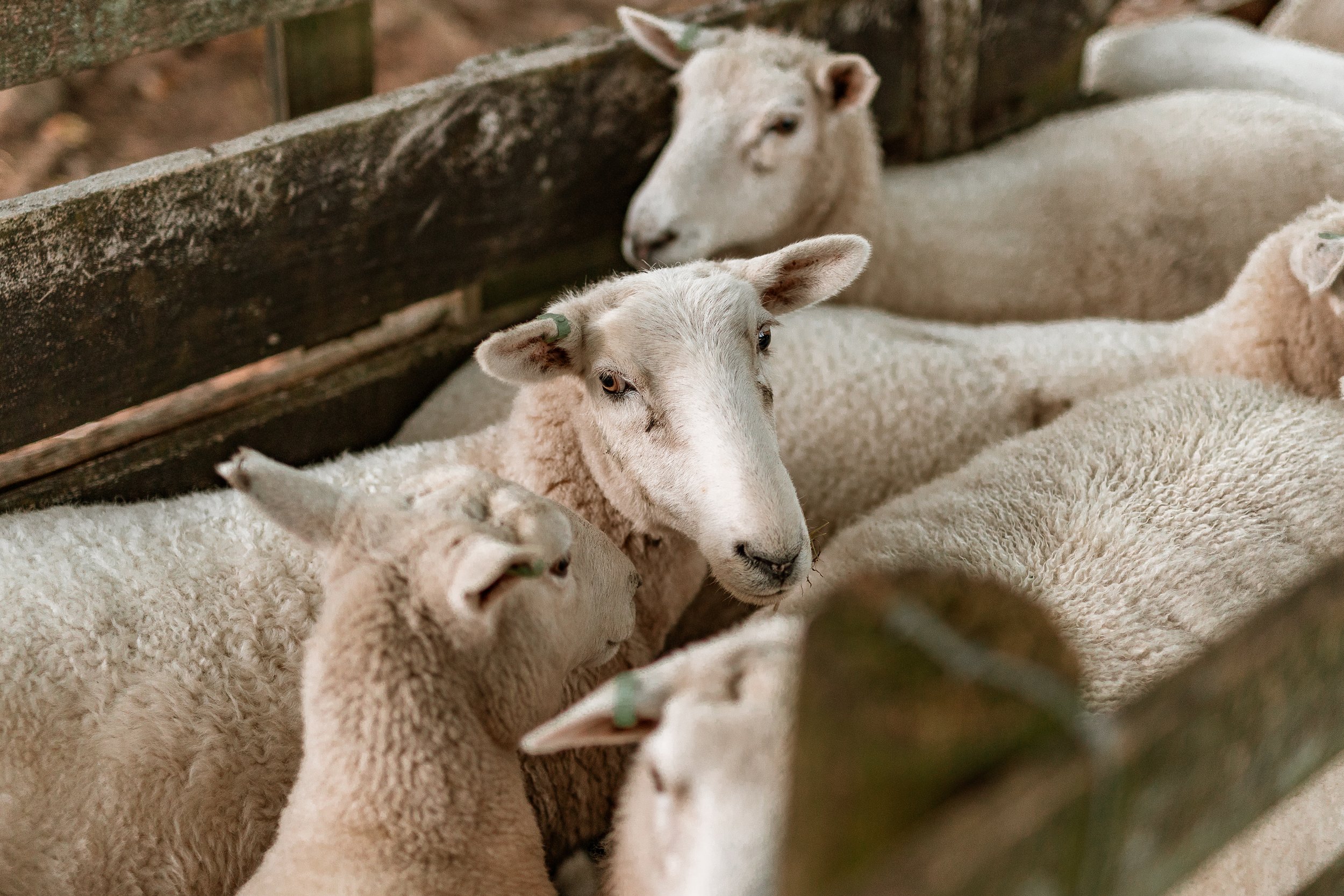 Group of sheep resting together inside a barn with wooden fence panels.