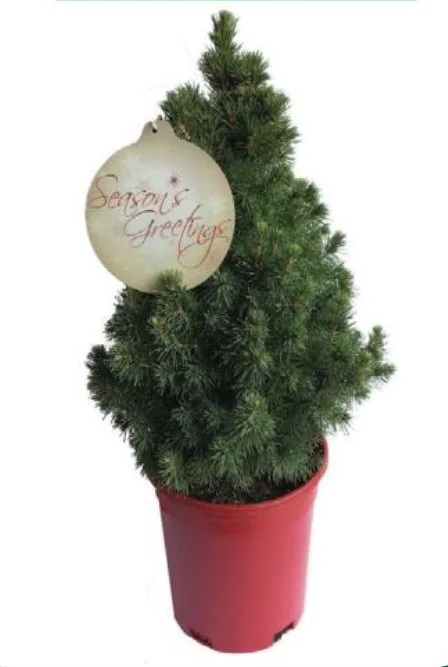 Alberta Spruce.jpg