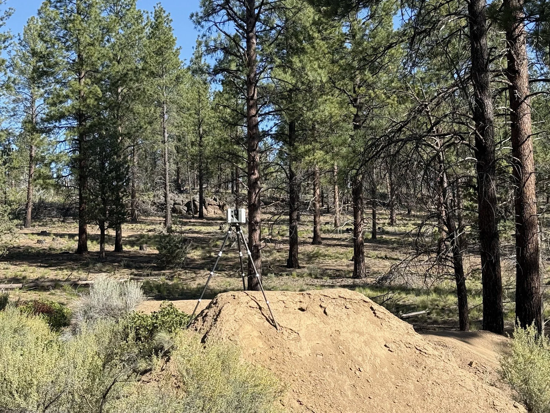 Dirt jump among ponderosa pines at Phil's Skills bike park in Bend, Oregon, scanned for Central Oregon Trail Alliance