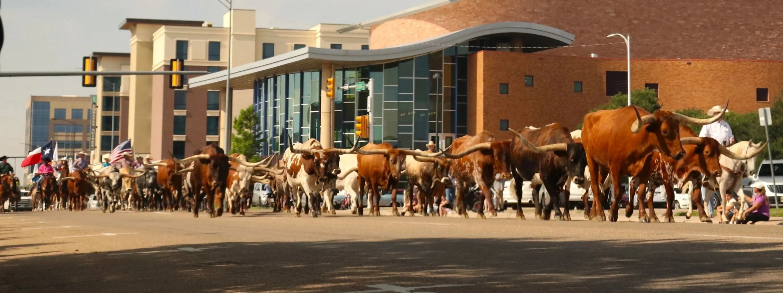 Cattle walking through downtown Amarillo during the annual Coors Cowboy Cattle Drive, with people carrying American and Texas flags along modern city streets.