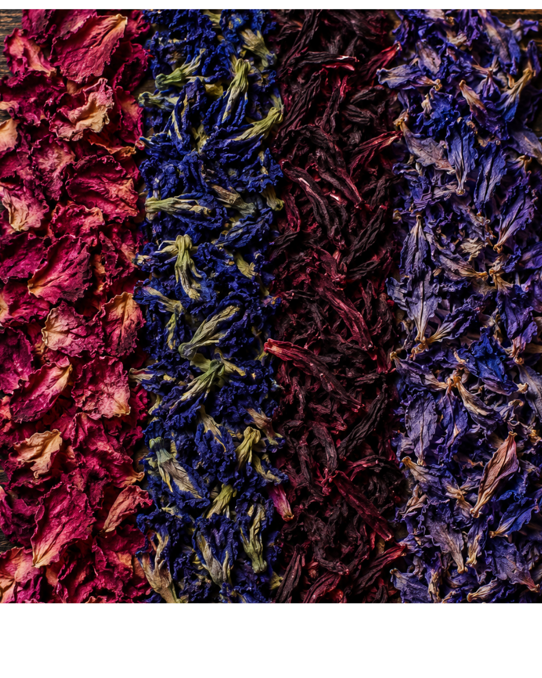wild holy - 2026-09-01T134000.293.png