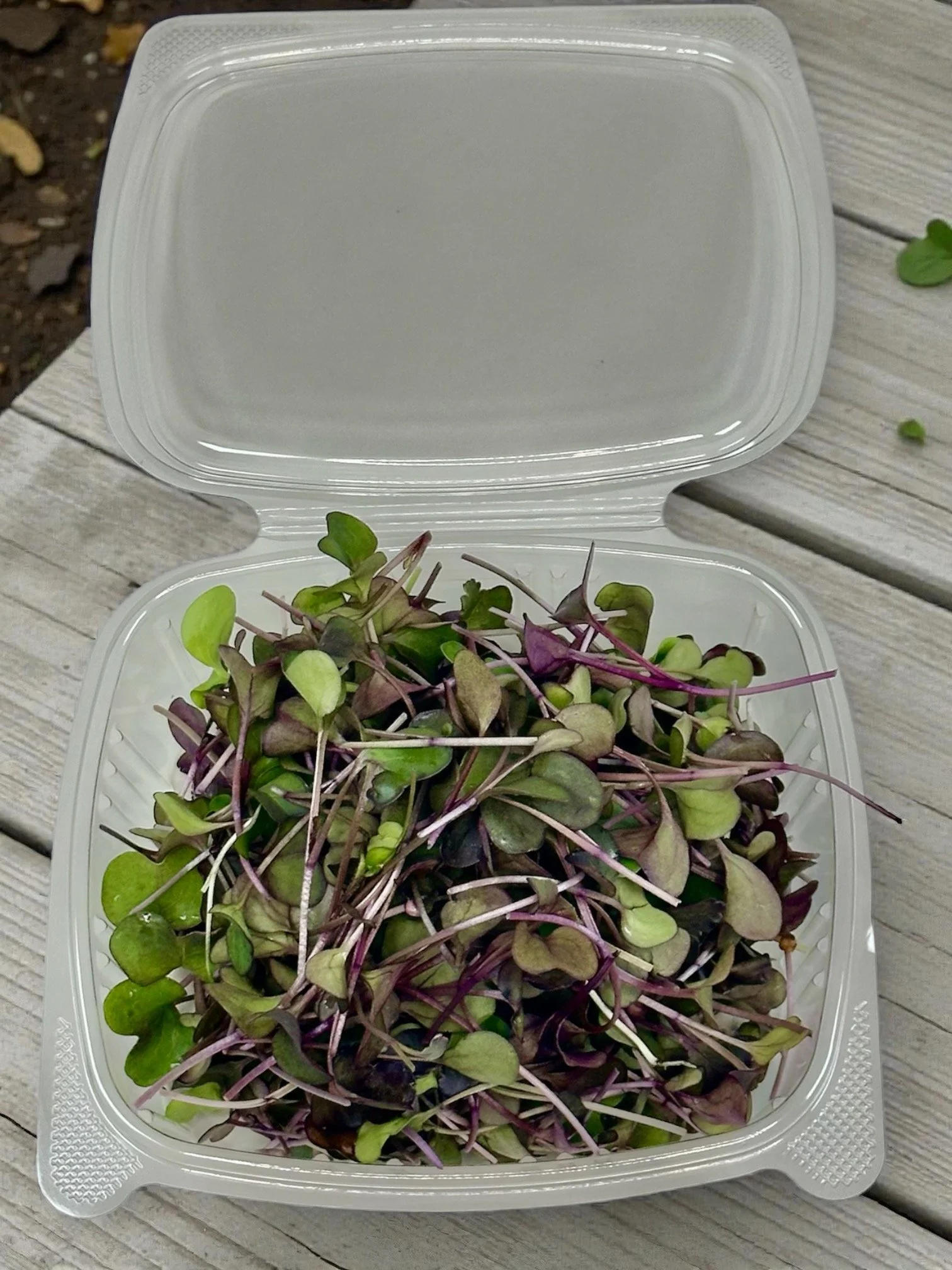 Radish Lid Open.jpeg