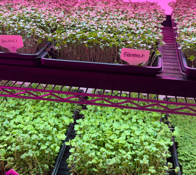 Trays of broccoli microgreens growing under indoor grow lights at Epic Microgreens.