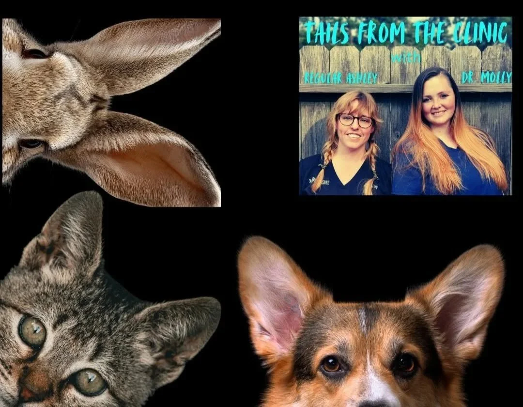 Collage of two women smiling in front of a wooden fence, a close-up of a kitten's face, a close-up of a dog's face, and a rabbit's face.