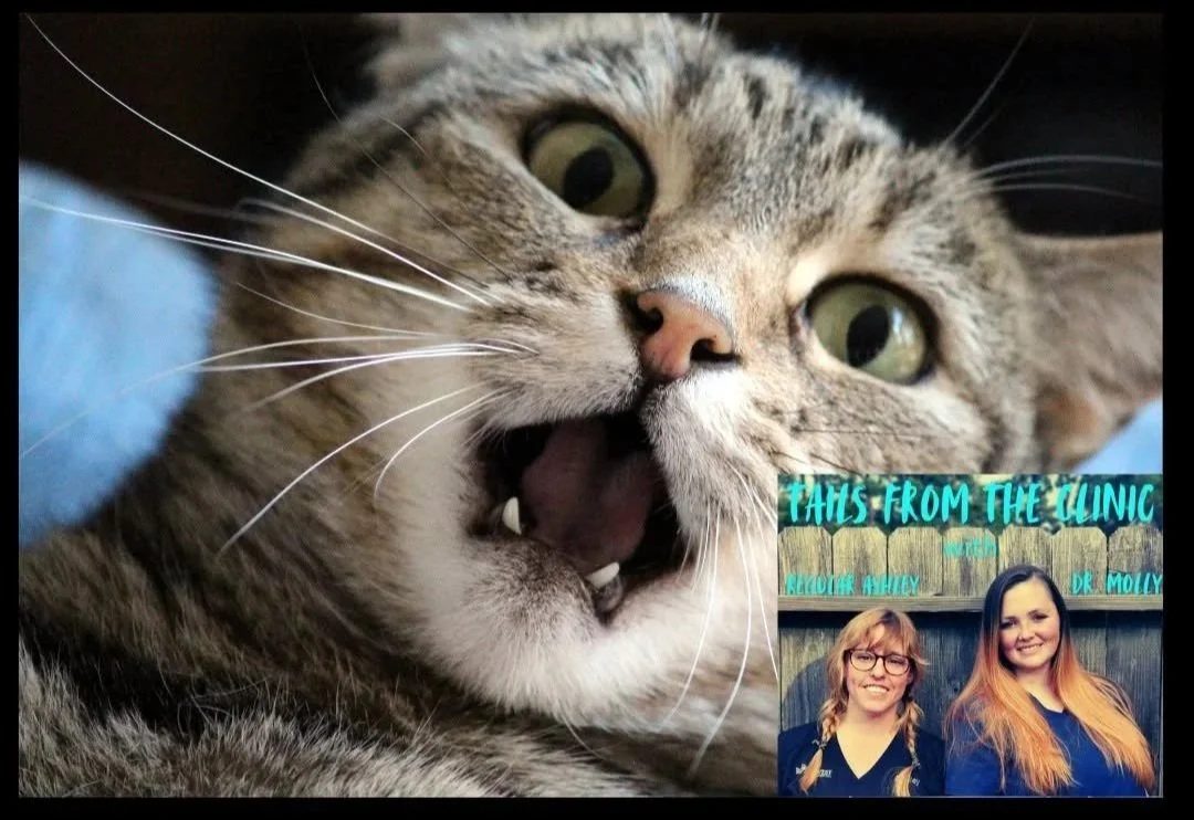 Close-up of a tabby cat with green eyes, mouth open, showing sharp teeth, and whiskers visible, with a smaller inset photo of two women smiling, with a sign behind them that reads 'This from the clinic,' with names Regorie Riley and Dr. Molly.