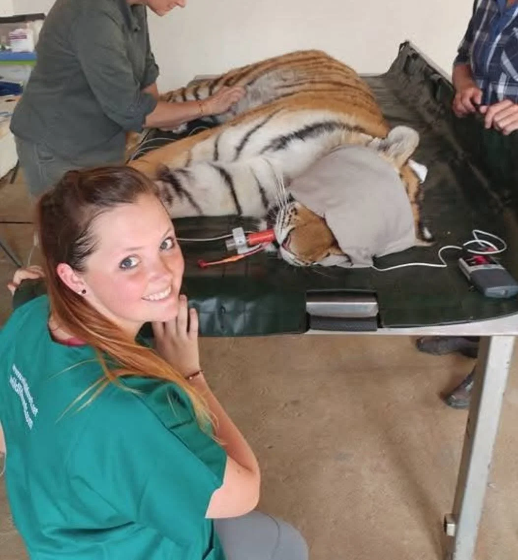 tiger anesthesia for surgery