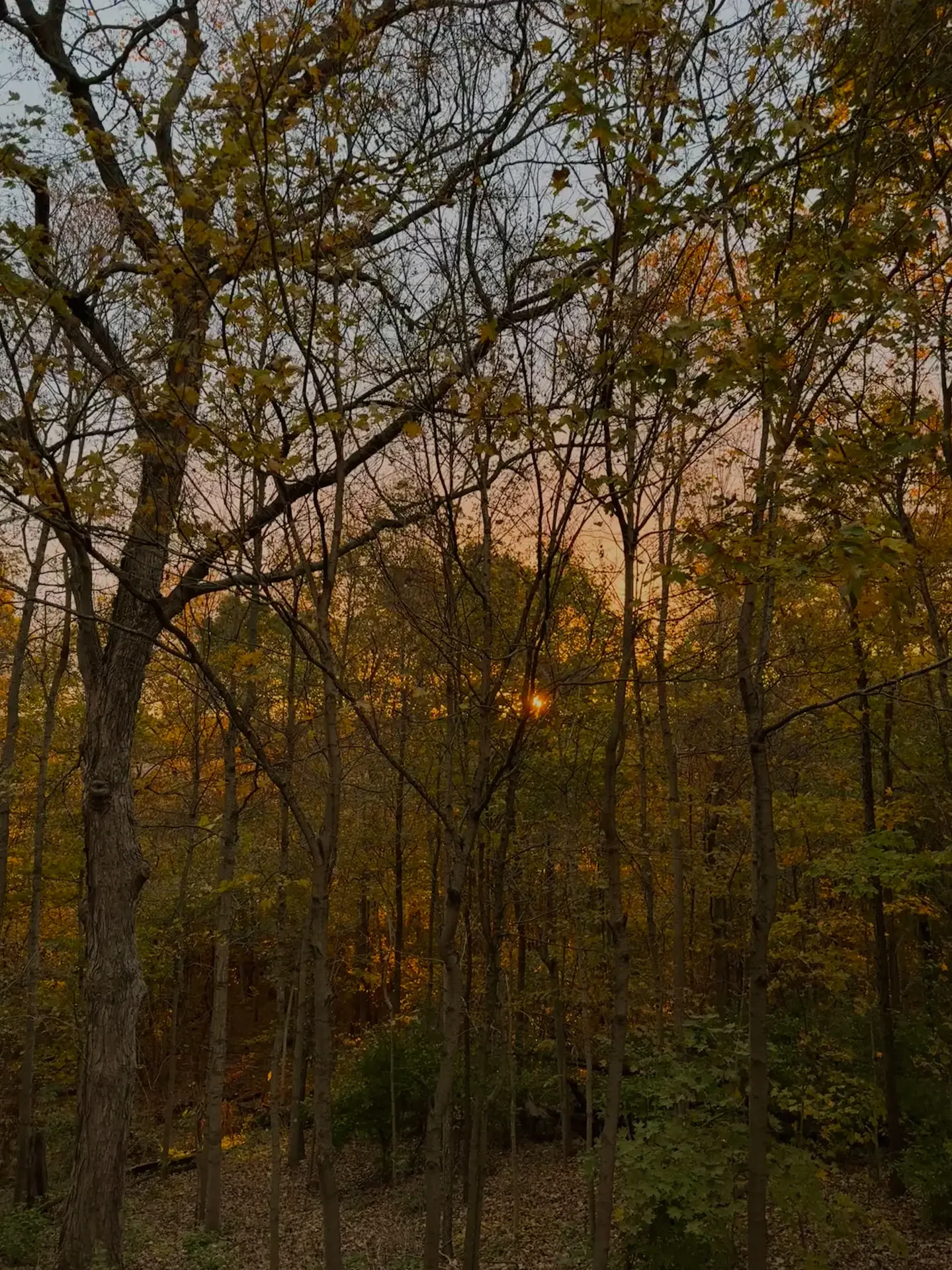 anxiety reduction ohio treeline sunrise