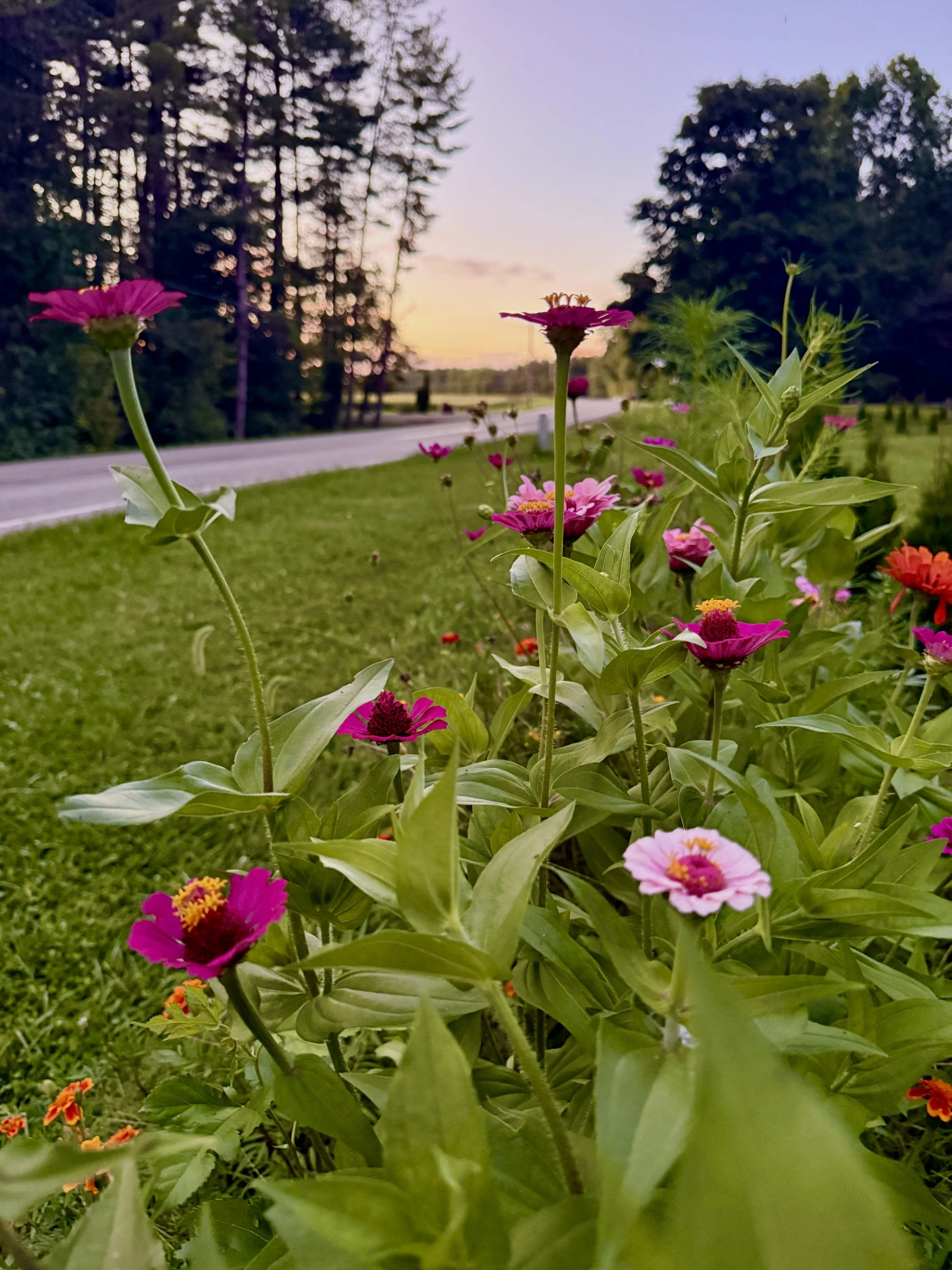 Peaceful image of ohio wildflowers increasing gratitude through therapy