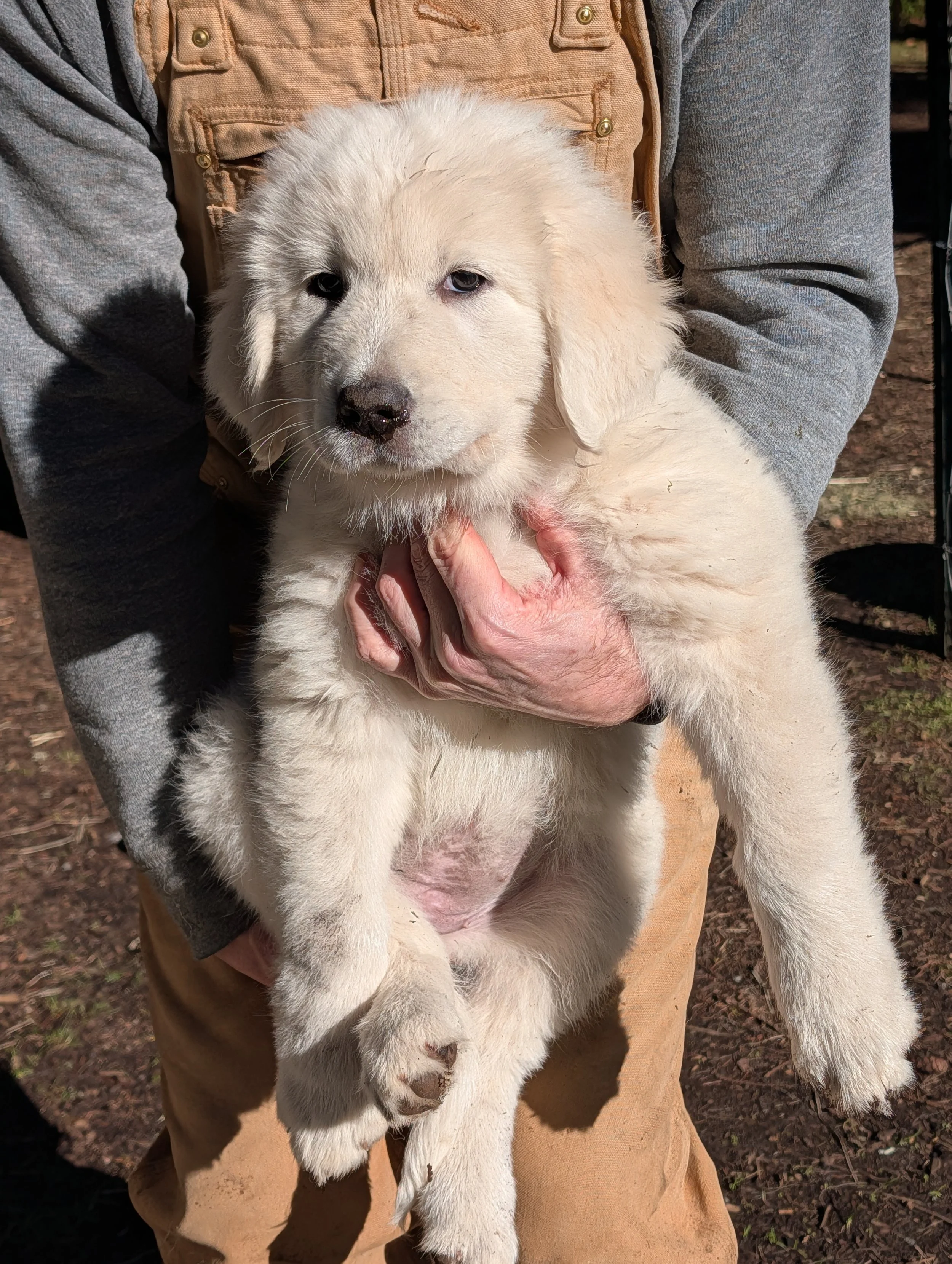 White Great Pyrenees and Maremmano-Abruzzese Sheepdog puppy. Temporary name: "Green."   Birth weight: 1.18 lbs.  Weight at 9 weeks: 23.9 lbs.
