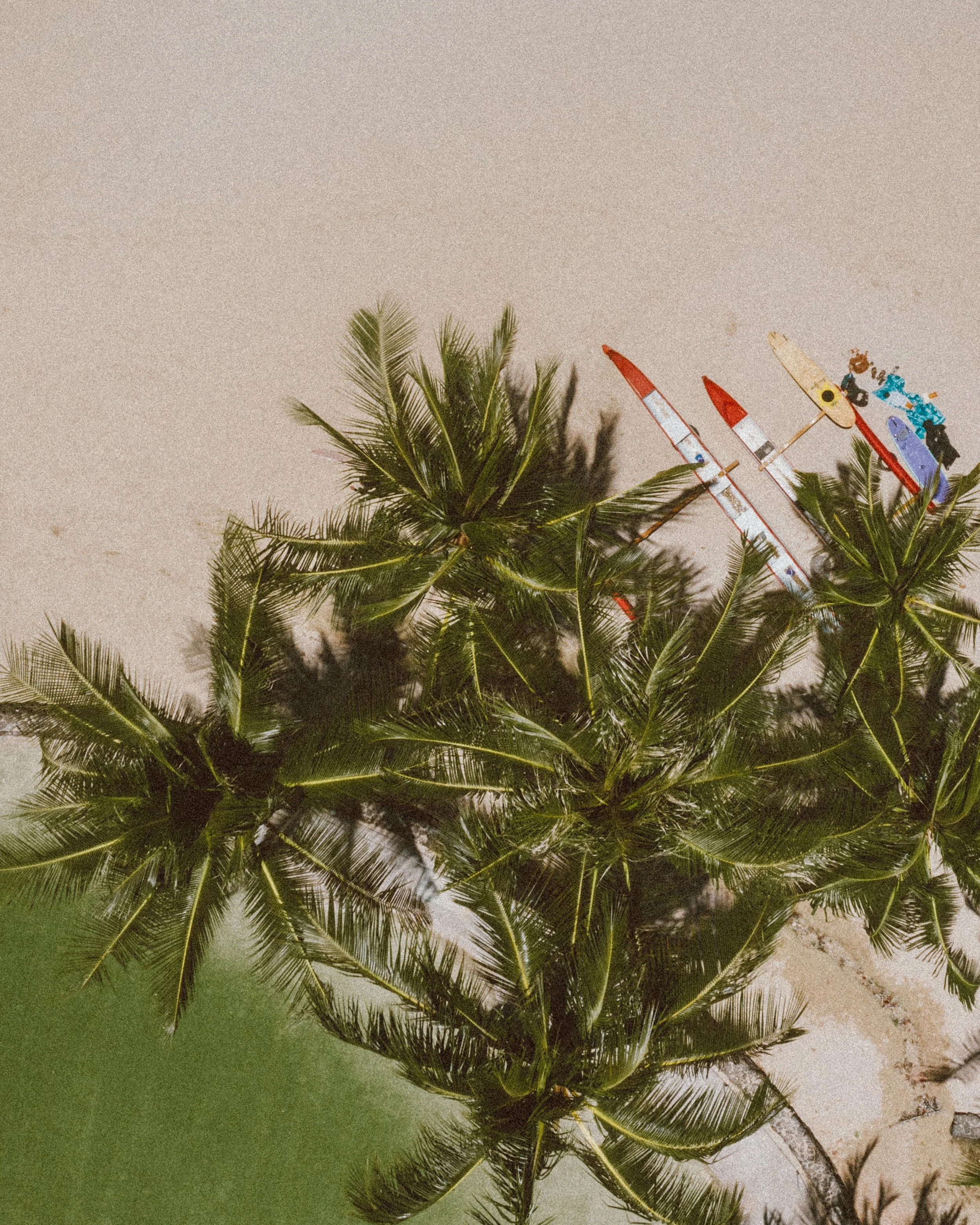 palm trees on waikiki beach
