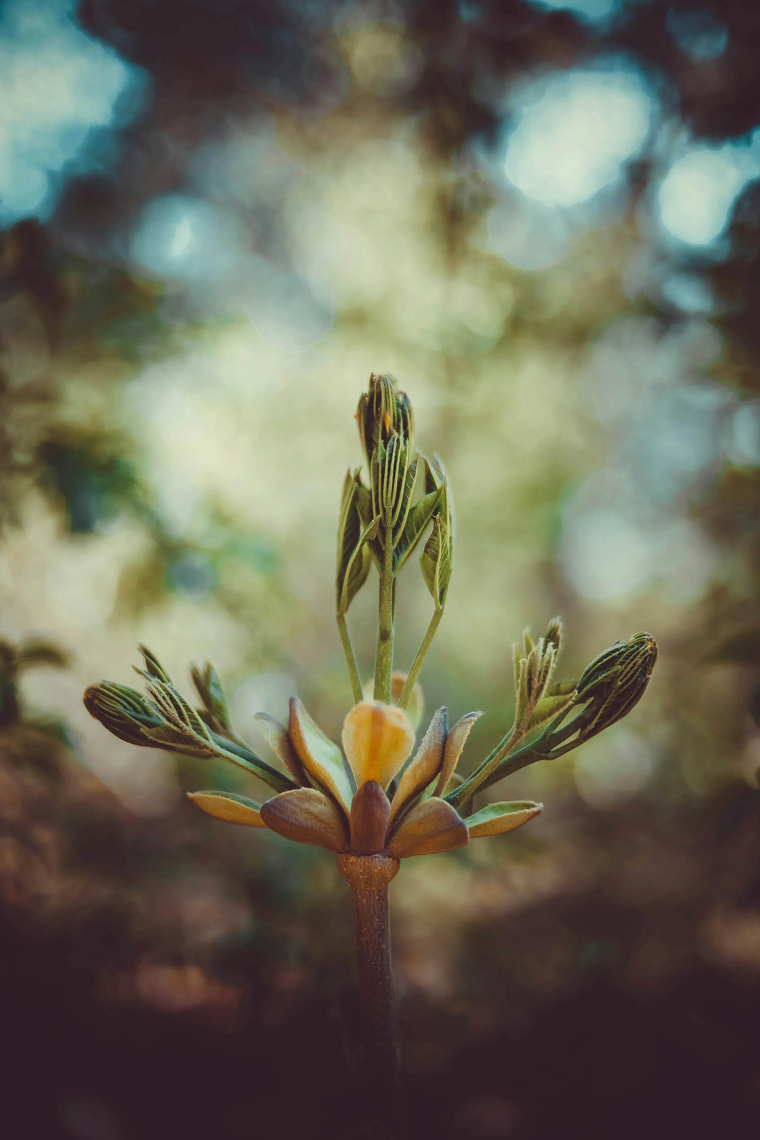 Close-up of a budding plant with small leaves and a yellow flower at the center, blurred background with light bokeh effects.
