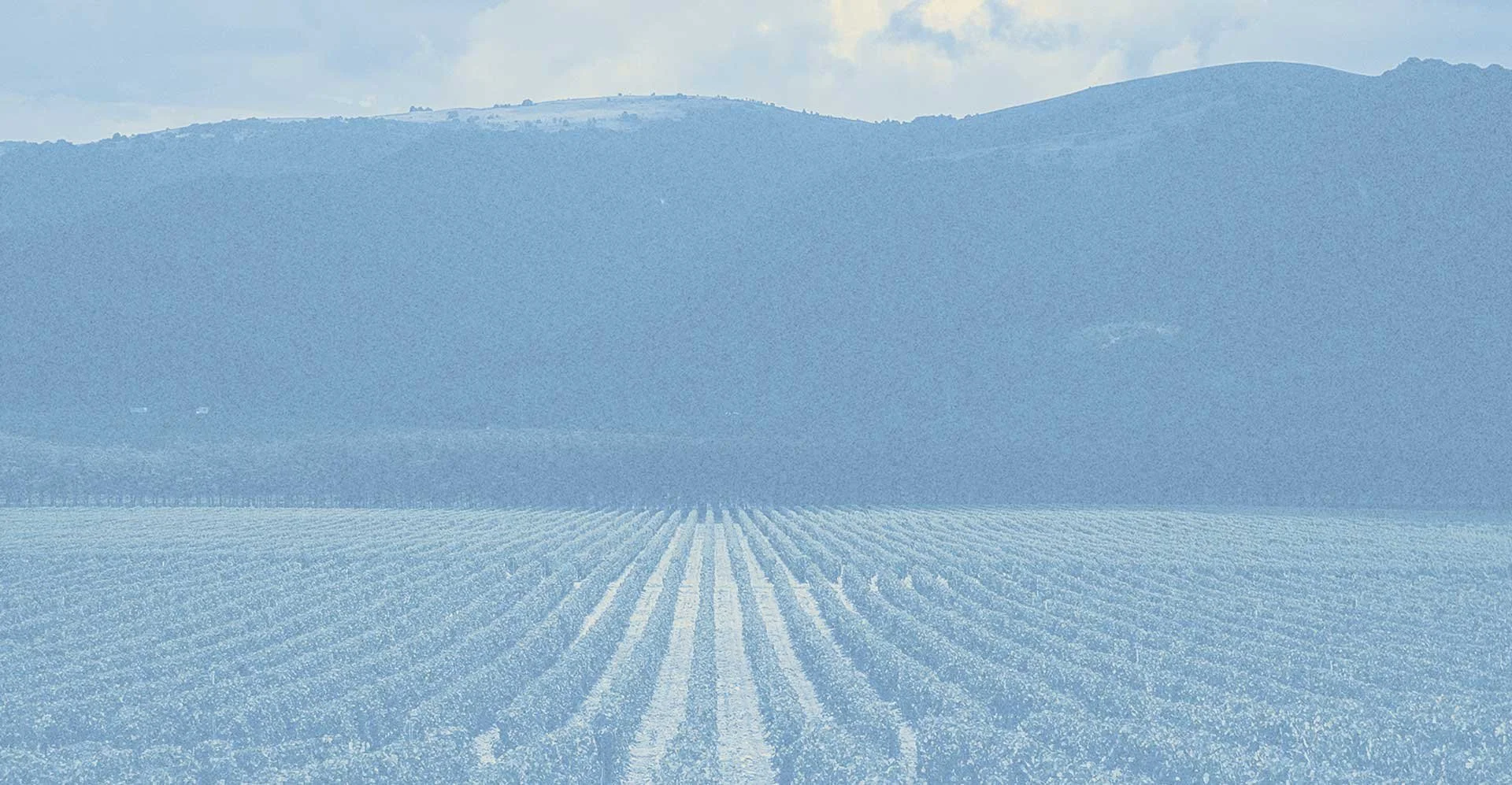 A vast vineyard with rows of grapevines stretches towards mountains in the background, with a cloudy sky overhead.