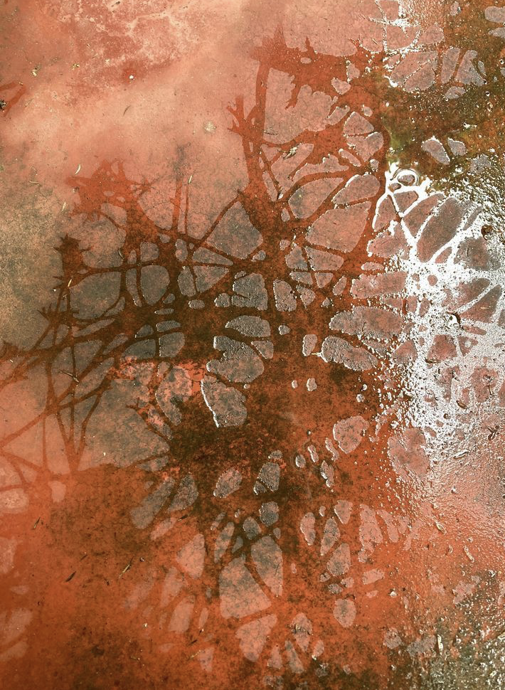 Pavement Patterns - The abstract traces left behind by earthworms on the dry surface of my veranda after heavy rain.