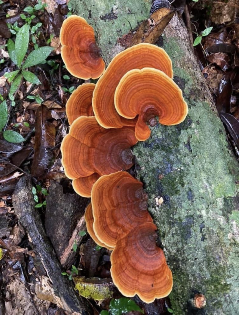 Rainforest Fungi - Fungi are everywhere in the topical rainforest breaking down timber and other rotting vegetation. 