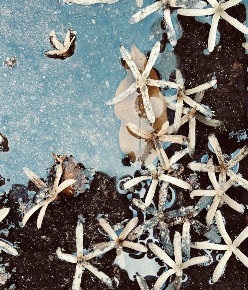 Photographic prints