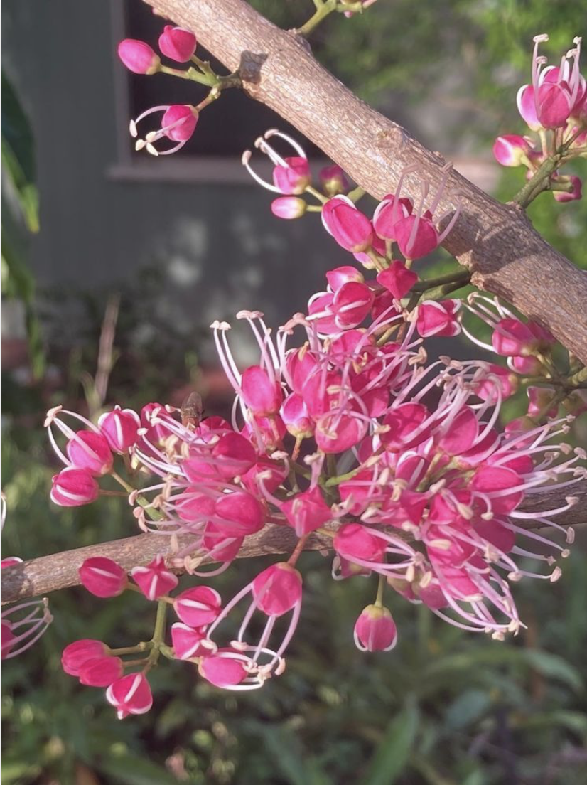 Euodia Flowers - Euodia flowers attracts the iridescent blue Ulysses butterfly, a butterfly from this area. 