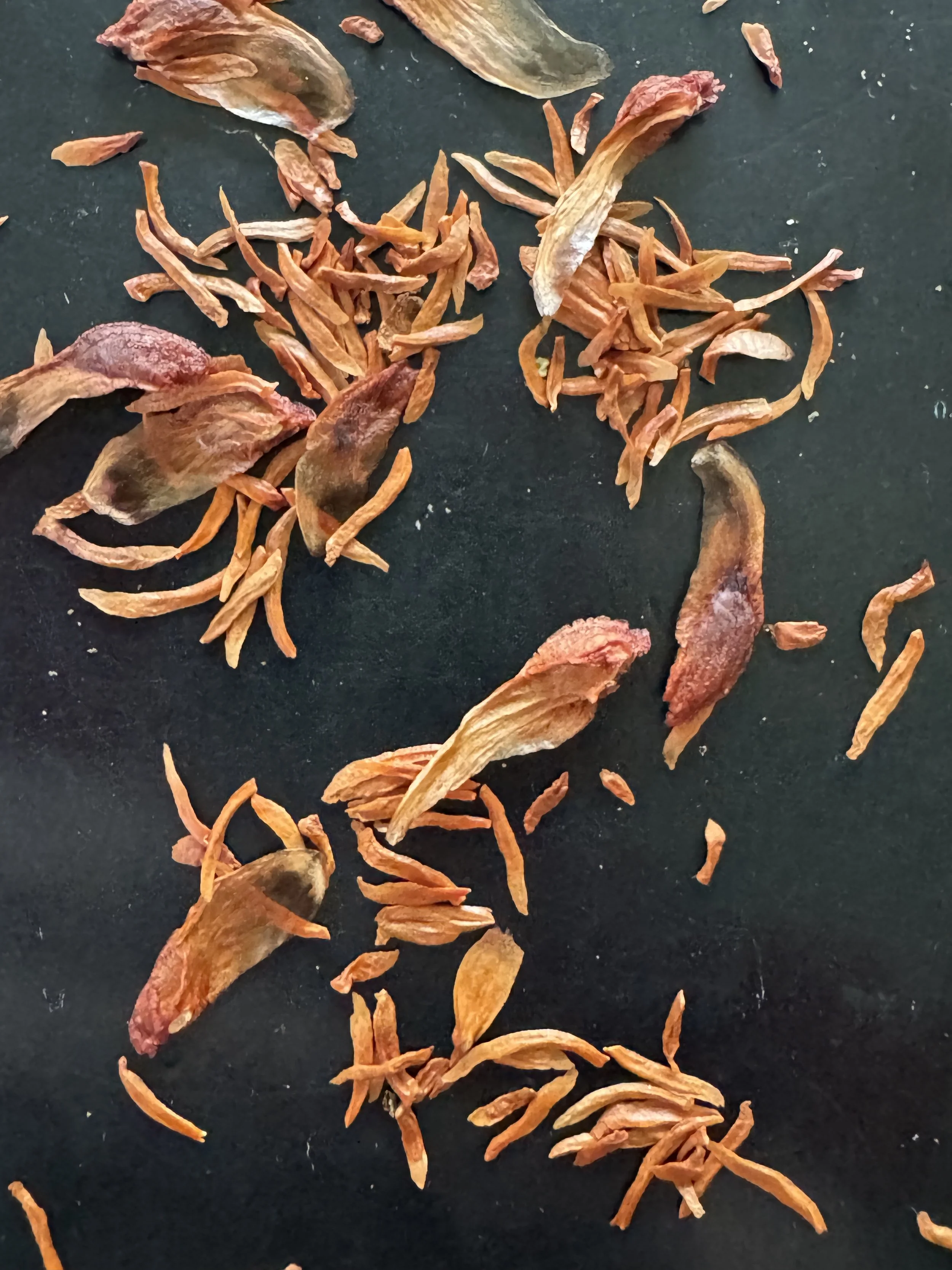 Gum seeds - I collect seeds when out walking to see if I can propagate them.