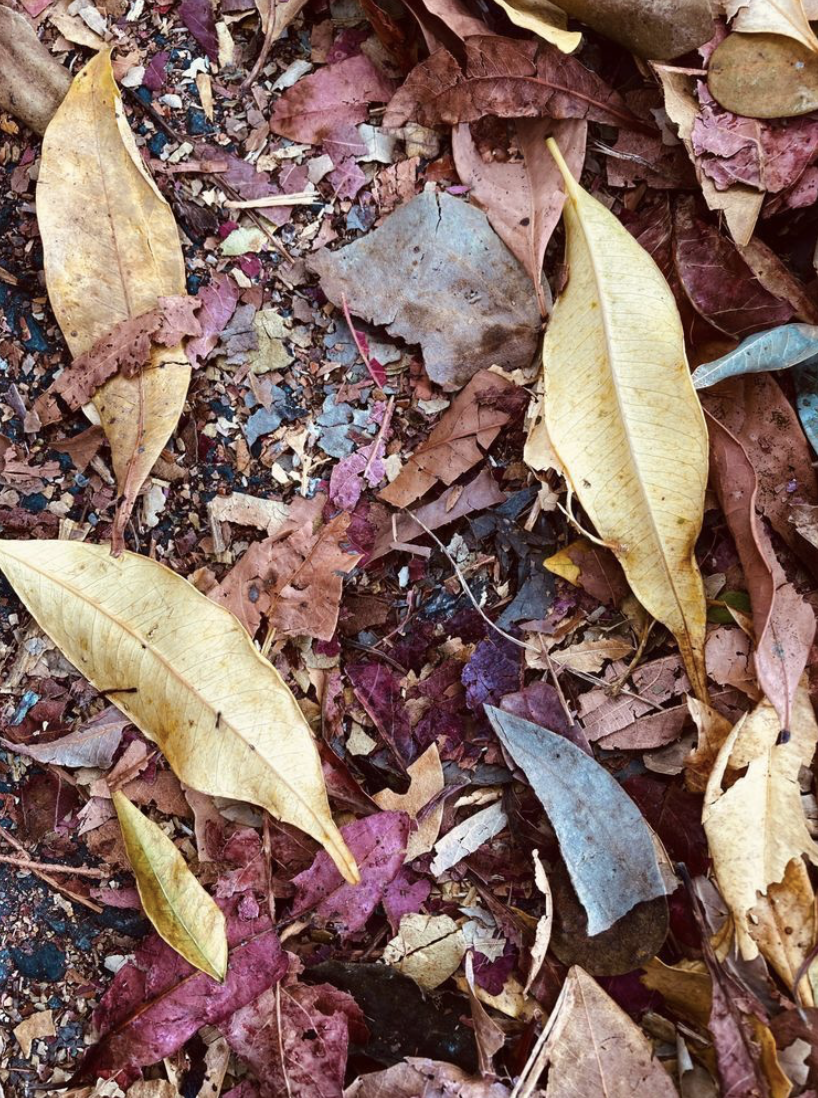 Leaf Litter - Fallen leaves in Autumn colours  litter the ground.