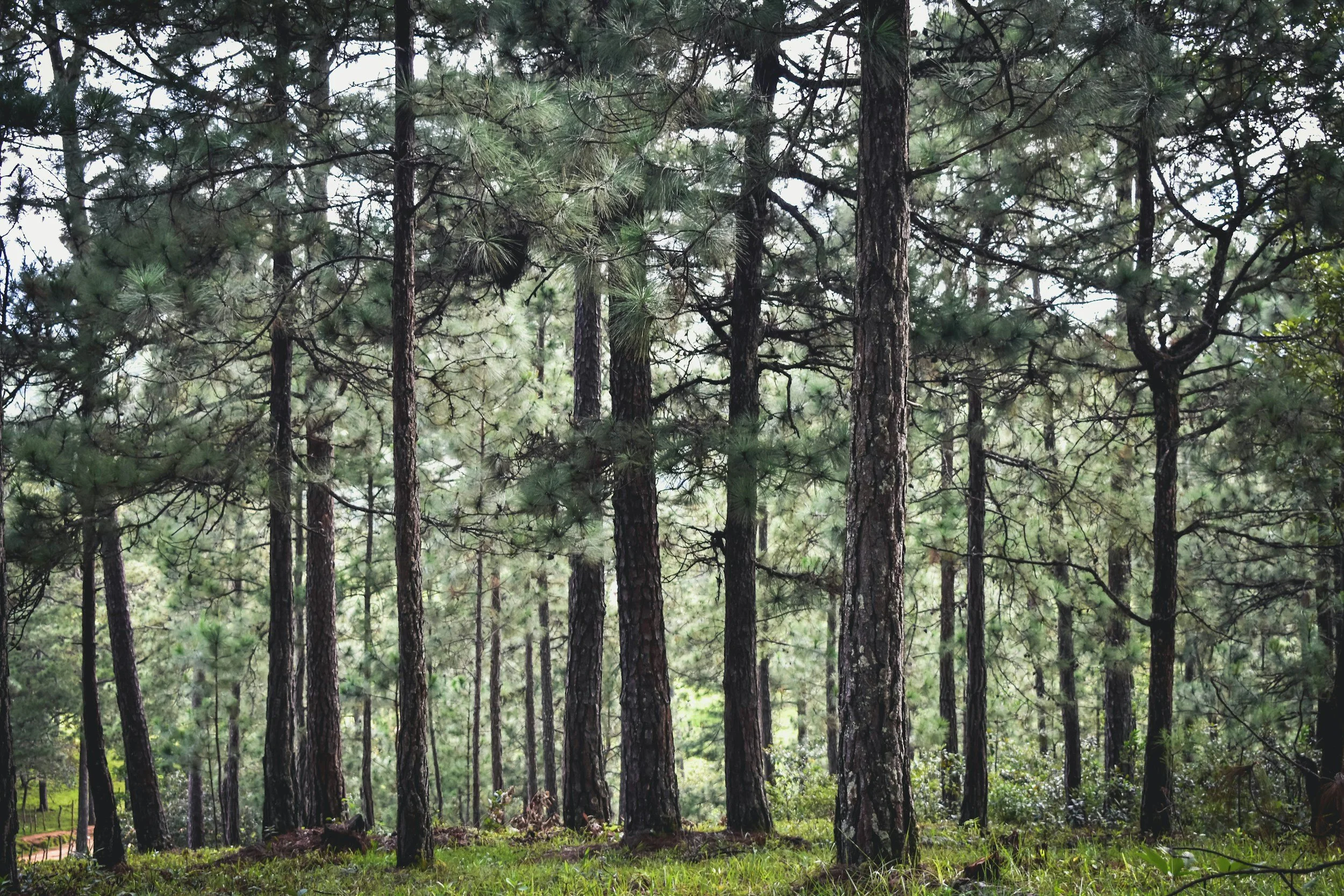 A forest with tall pine trees and lush green grass.