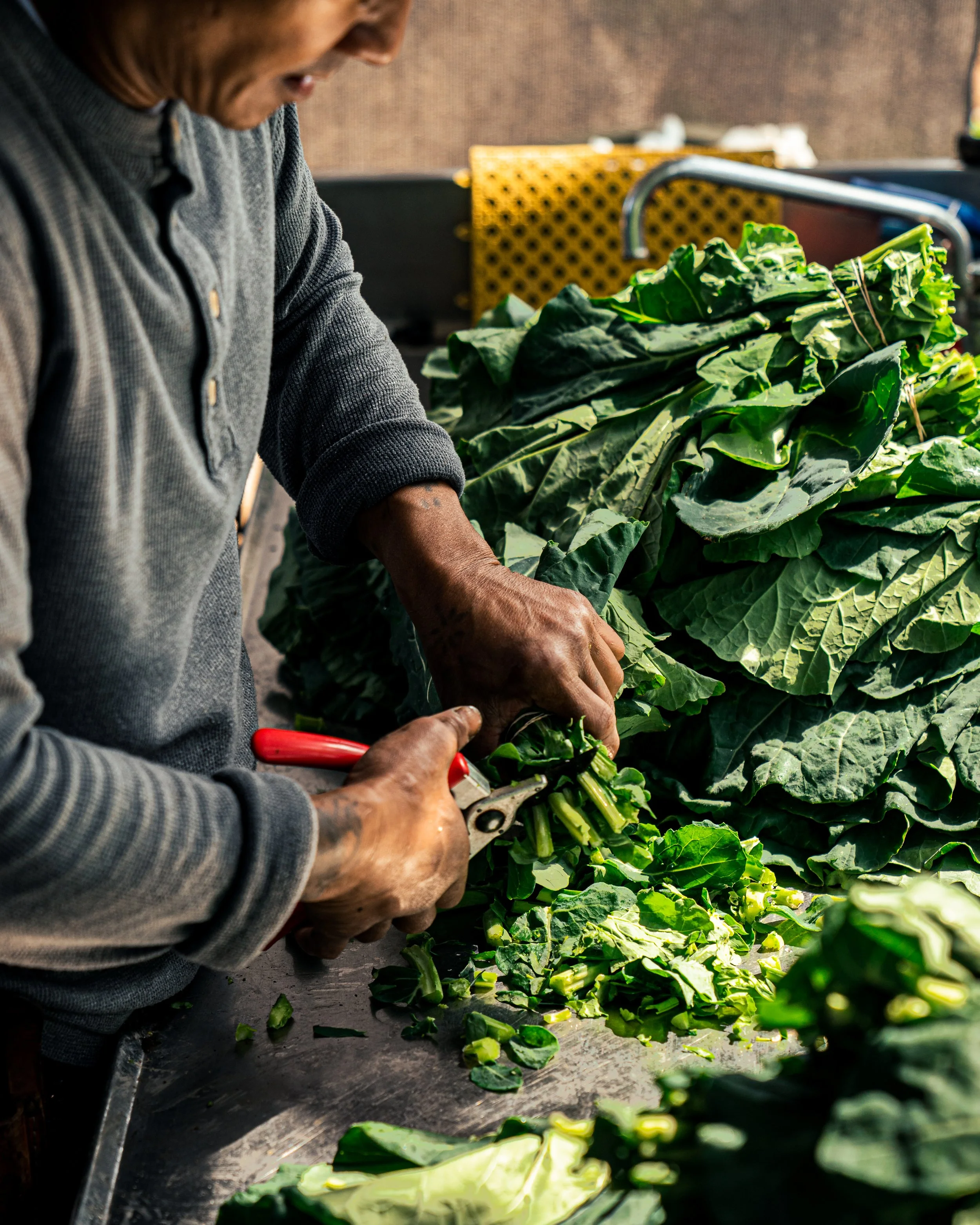 A person is cutting leafy greens, possibly lettuce or kale, on a table with scissors, with more greens in the background.