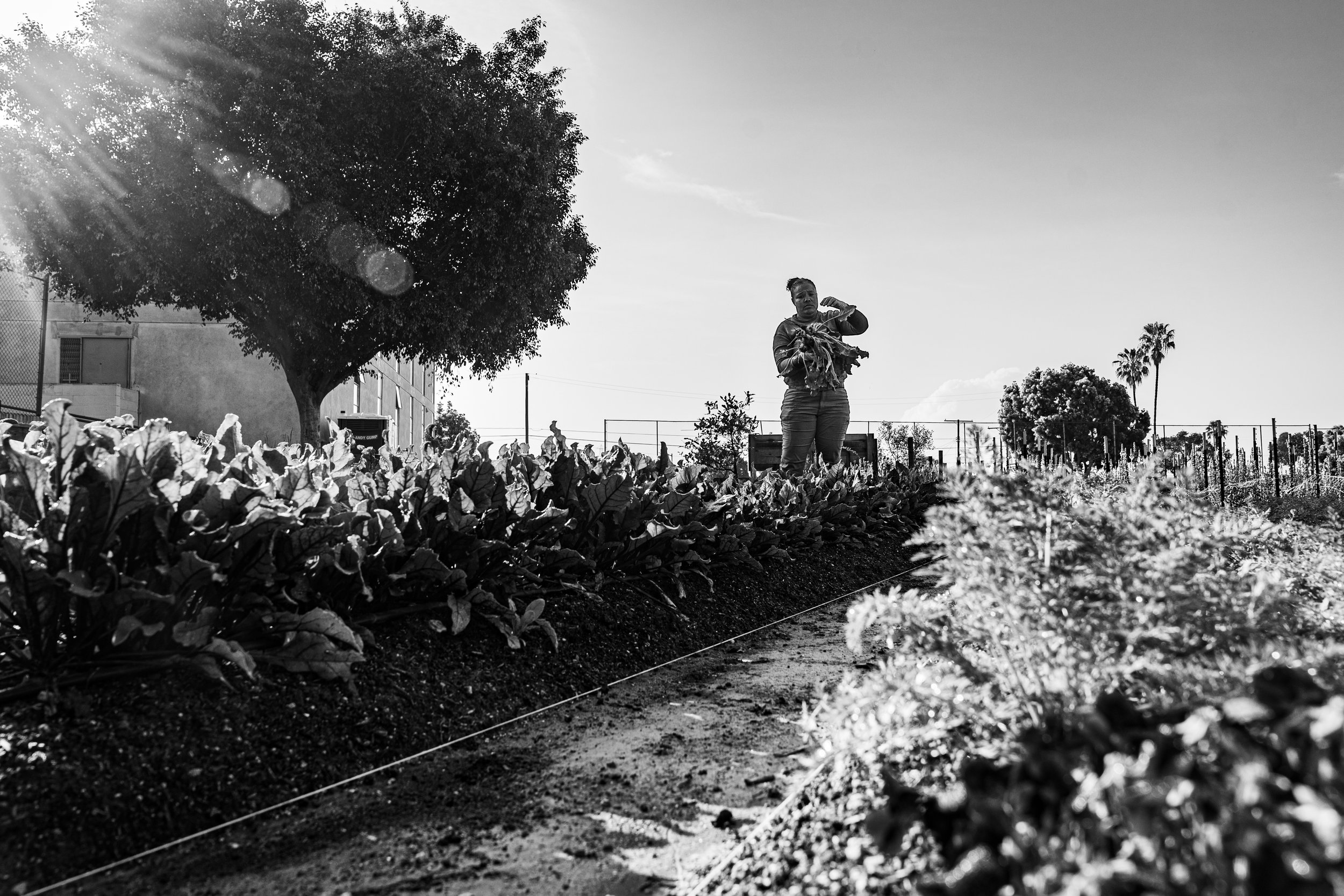 A woman harvesting lettuce in a garden with trees and power lines in the background, sunlight shining from the left side.