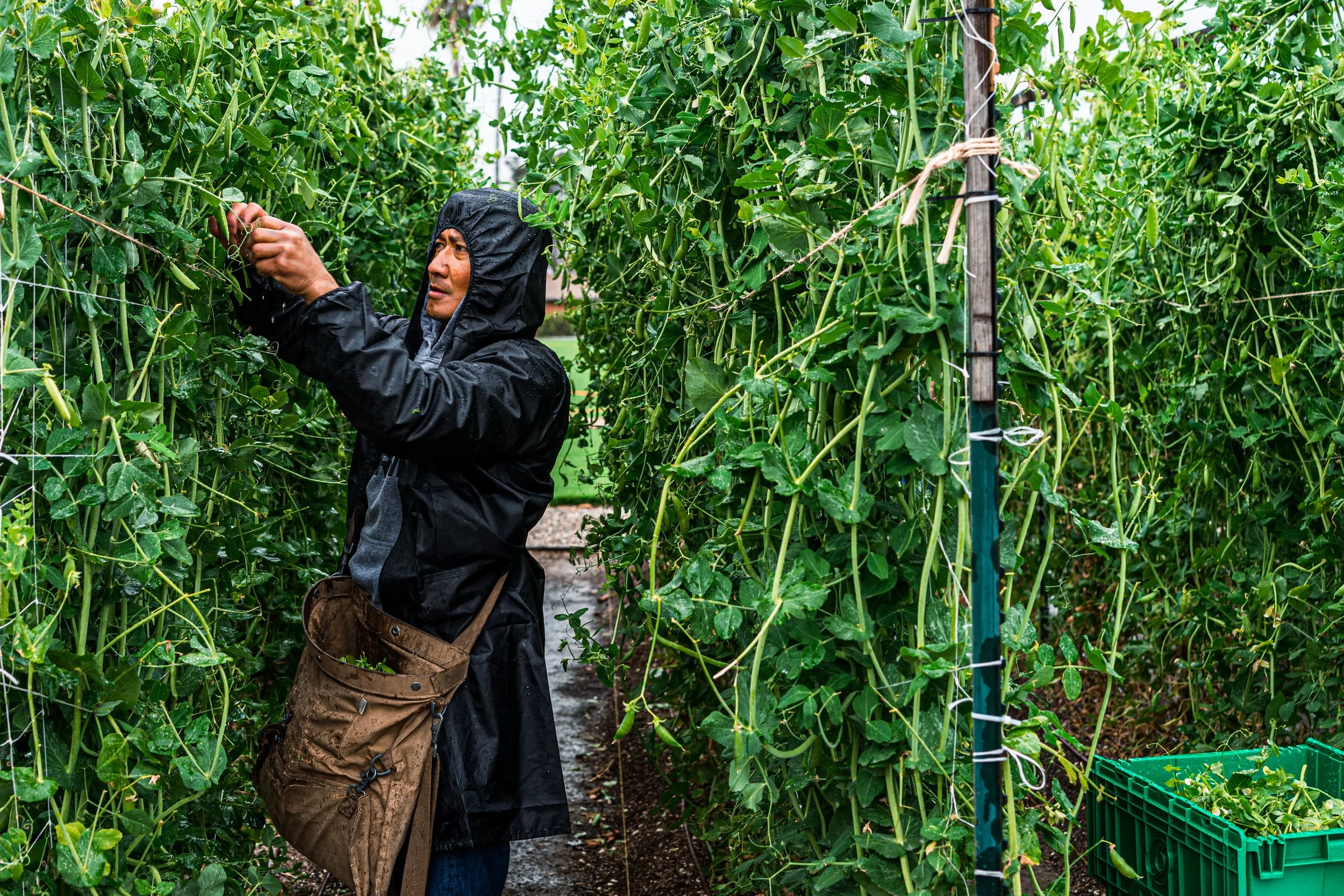 A person wearing a rain jacket harvesting vegetables in a lush green garden with tall plants supported by stakes.