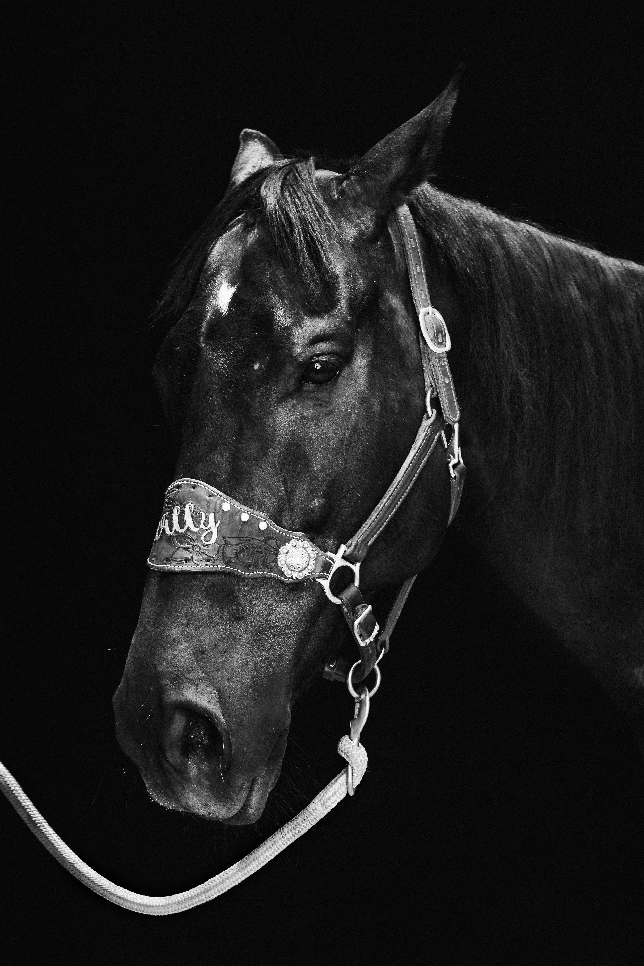 HorsePortrait1FinalbyHayes.jpg