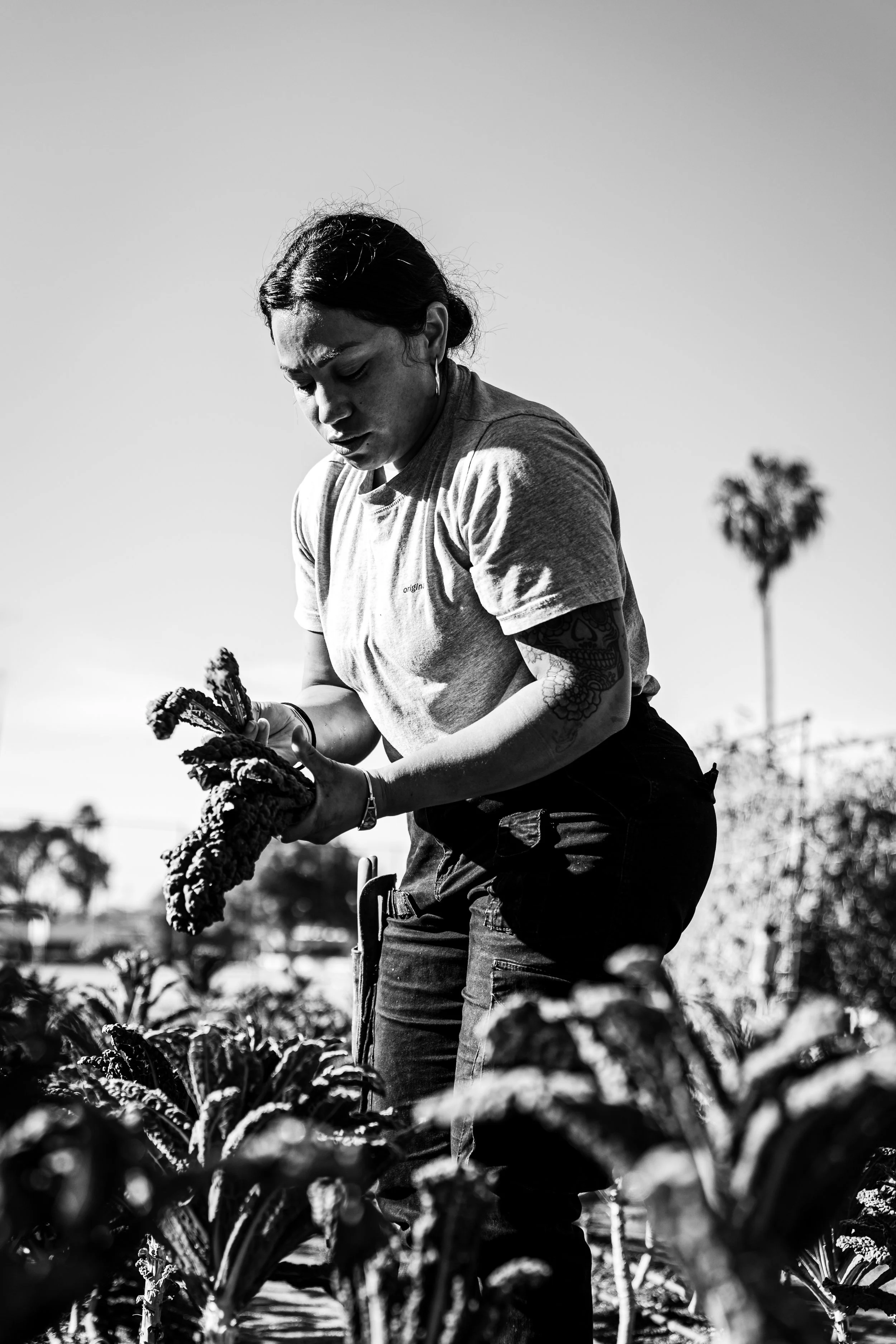 A woman with dark hair and tattoo on her arm working in a field of tall plants, holding a bunch of the plants, with a clear sky and a palm tree in the background.