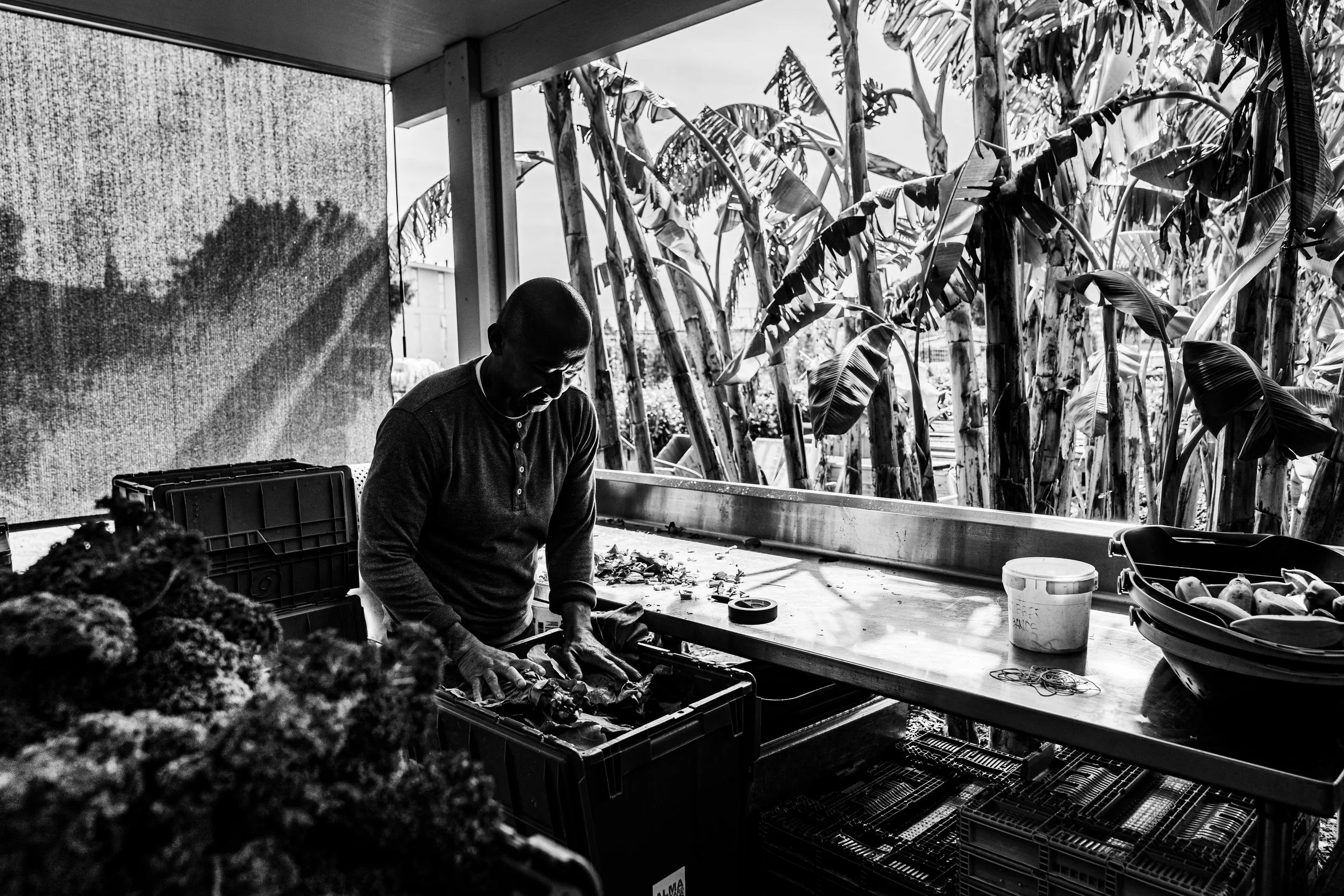 A man working in an outdoor market stall with various vegetables and fruit, surrounded by tall banana trees, with sunlight casting shadows.