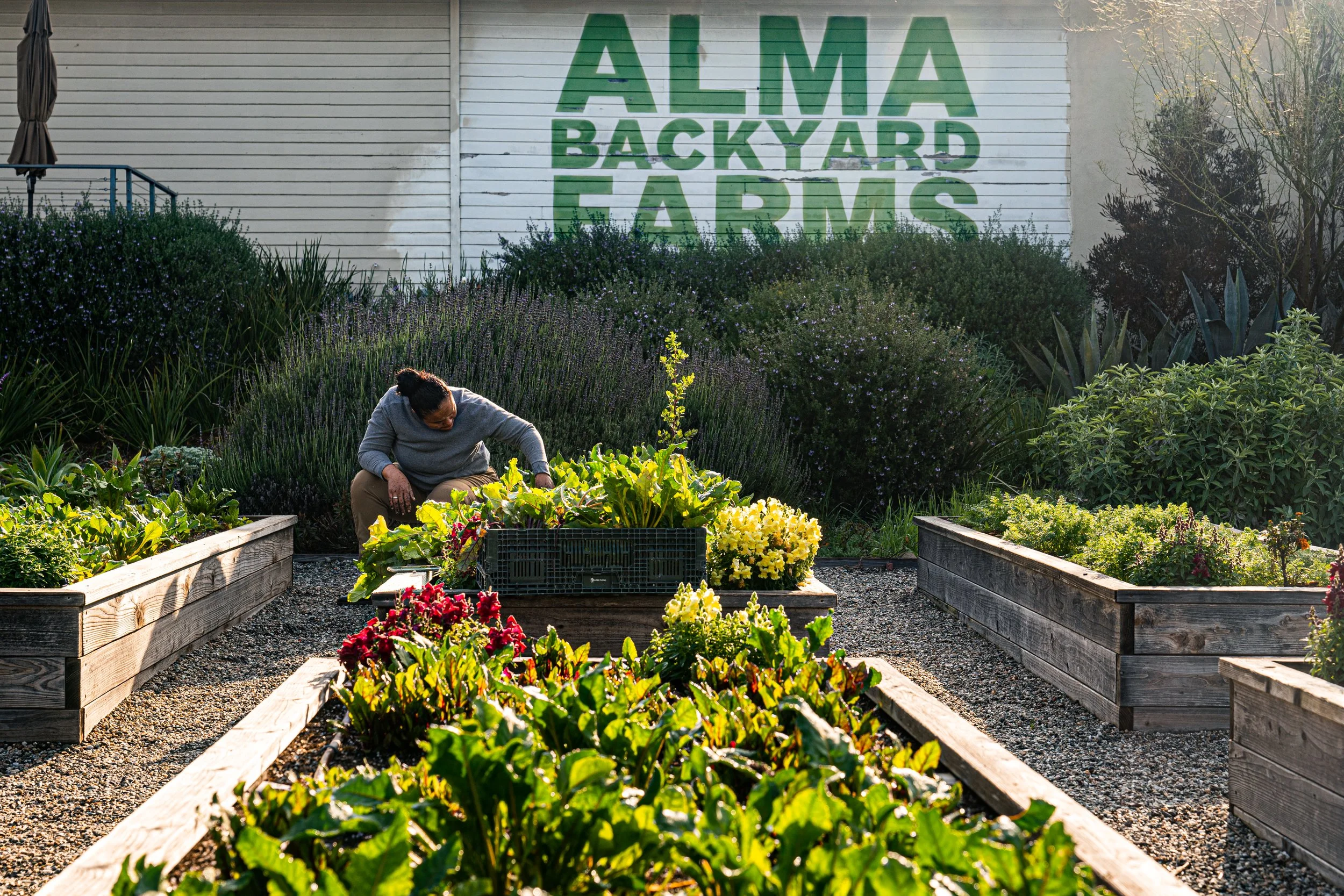 A person tending to a vegetable garden with wooden raised beds, surrounded by lush plants and shrubs. A large sign on the house reads 'ALMA BACKYARD FARMS'.