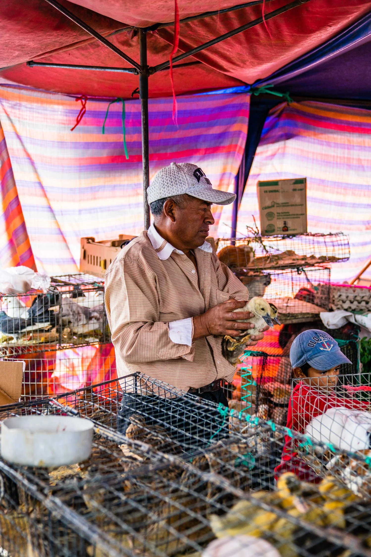 A man in a beige checkered shirt and white cap holding a yellow chick at an outdoor market stall, with other chickens and caged animals visible around him, under a colorful striped canopy.
