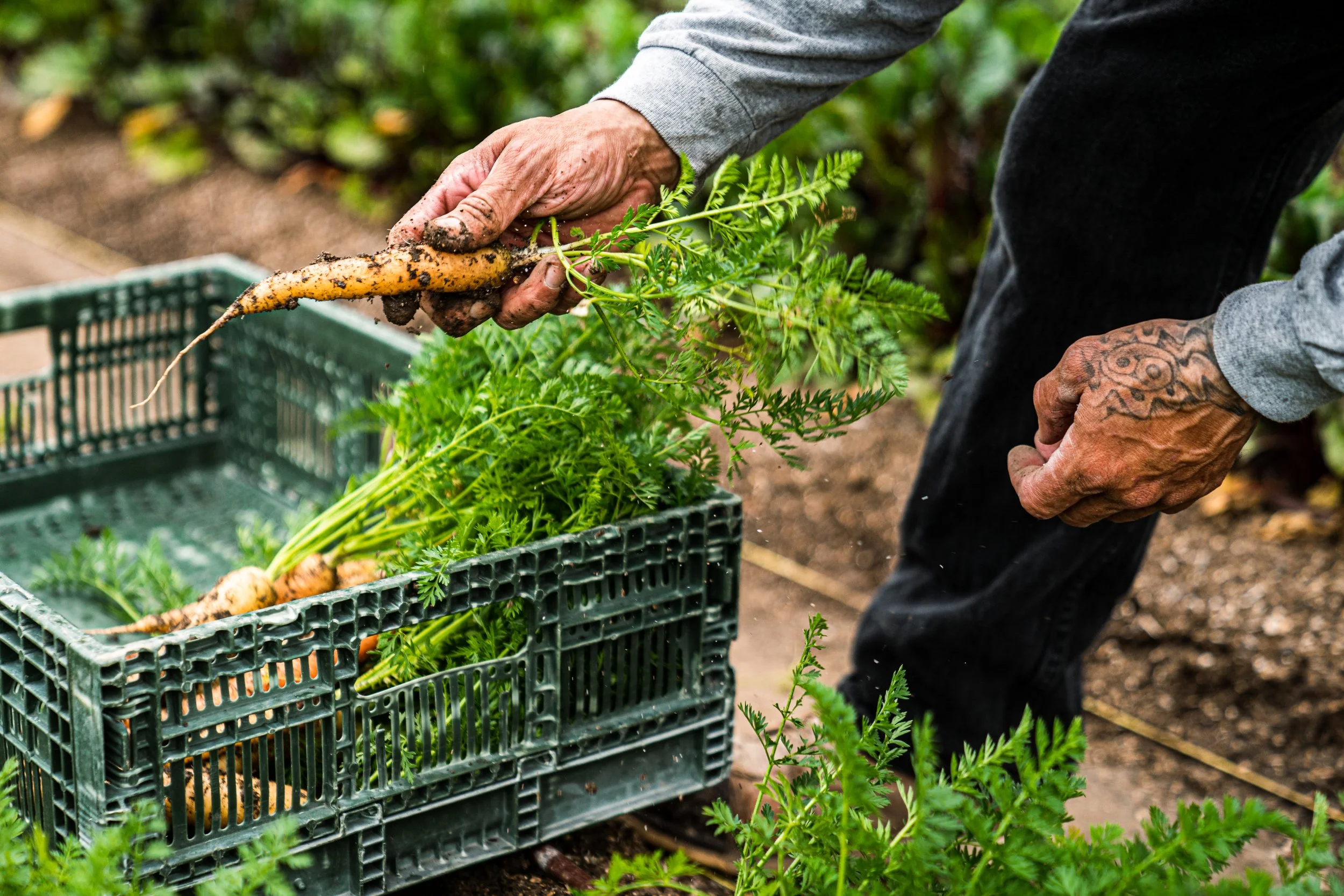 Close-up of a person harvesting a carrot from the soil, with green leafy tops, placing it into a green plastic crate, in a garden setting.