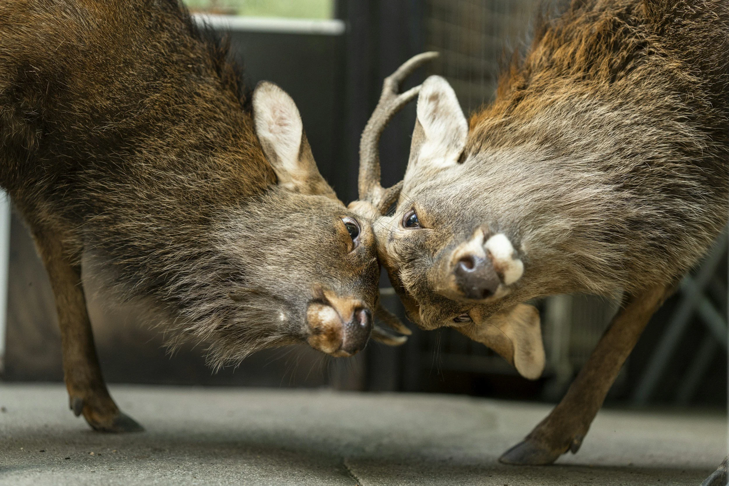 Two deer with antlers touching noses in a close-up shot.