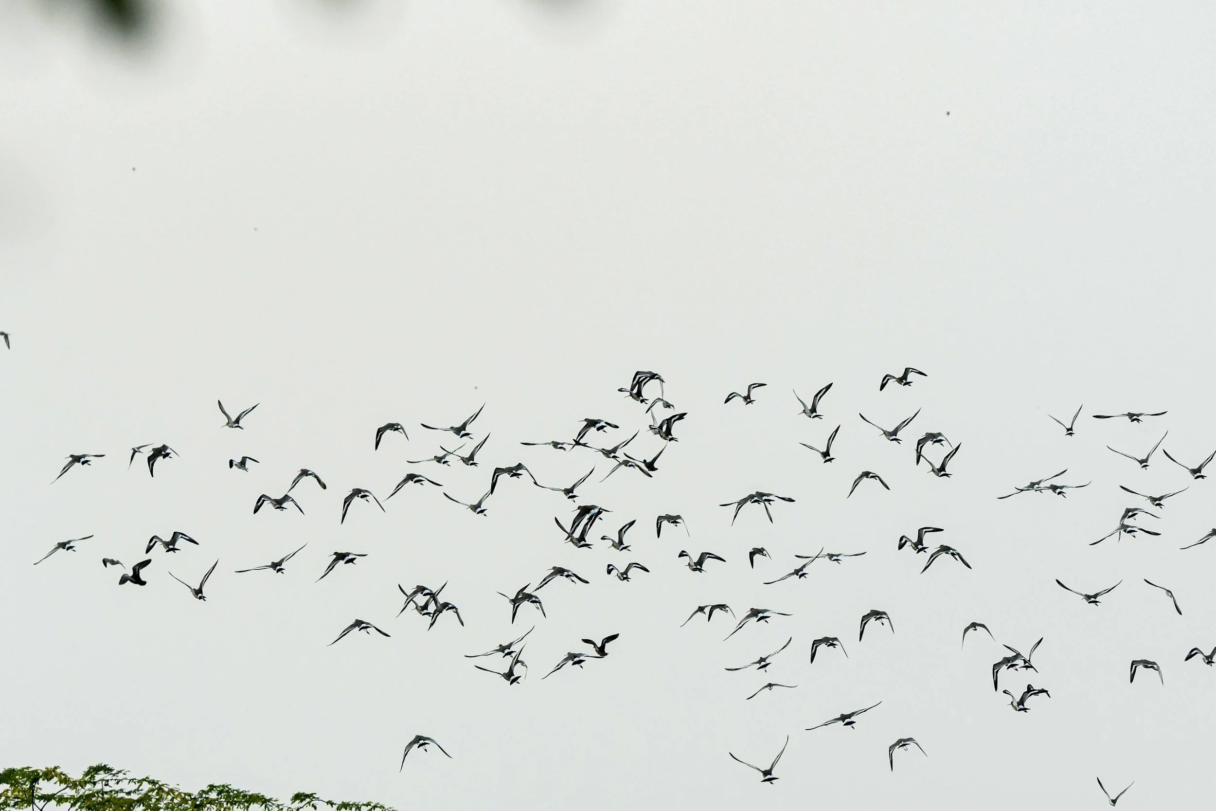 A large flock of birds flying in the sky with some trees visible at the bottom of the image.