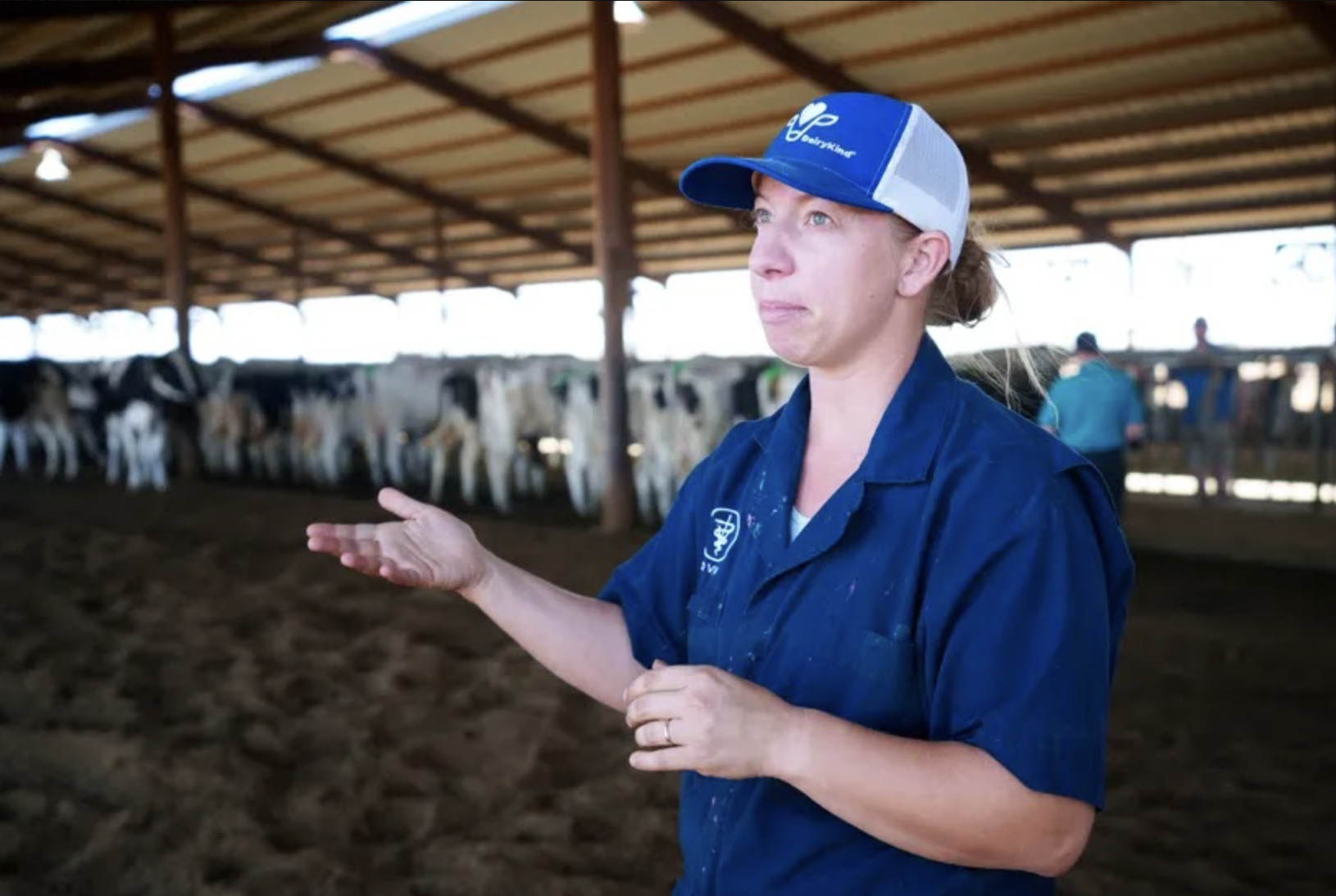 Dr. Michelle Schack wearing a blue work shirt and a white and blue cap stands in a barn with cows in the background. She appears to be explaining or giving information, gesturing with her hand.