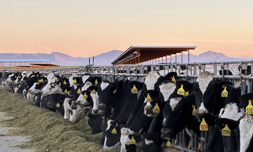 Dairy cows feeding on hay in a barn during sunset, with mountains in the background.