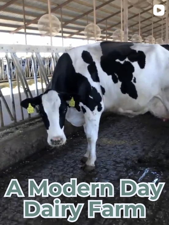 Black and white Holstein cow inside a modern dairy farm barn with hanging lights and feeding area.