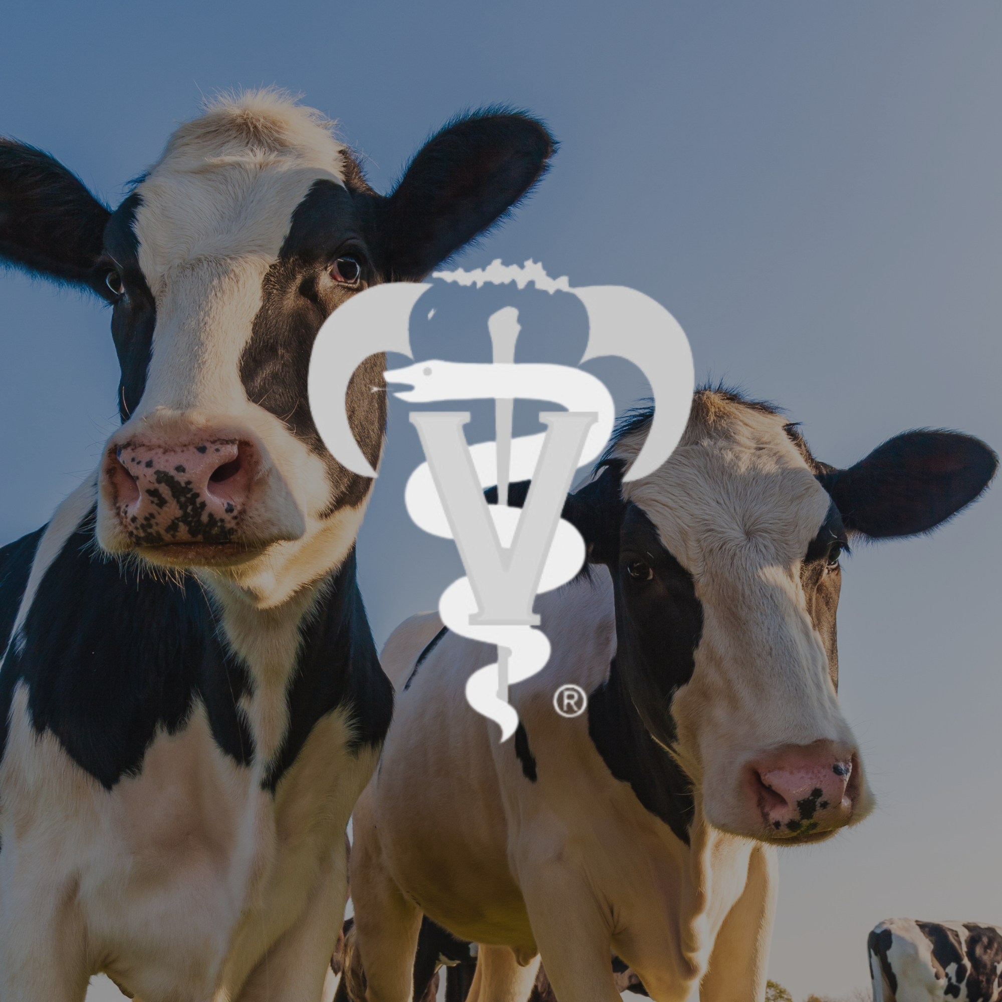 Close-up of a black and white cow's face, with other cows in the background, under a clear blue sky.