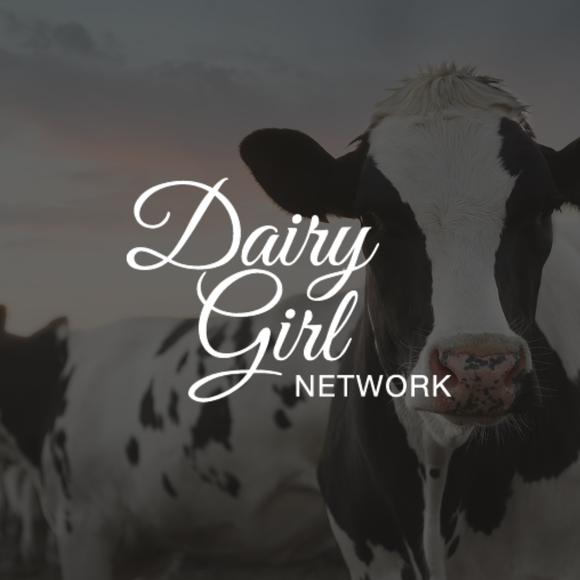 Close-up of a black and white dairy cow with the text 'Dairy Girl Network' overlayed on the image.