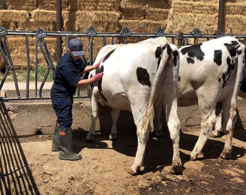A person in a blue outfit and rubber boots is milking a black and white dairy cow in an outdoor farm setting with hay bales in the background.